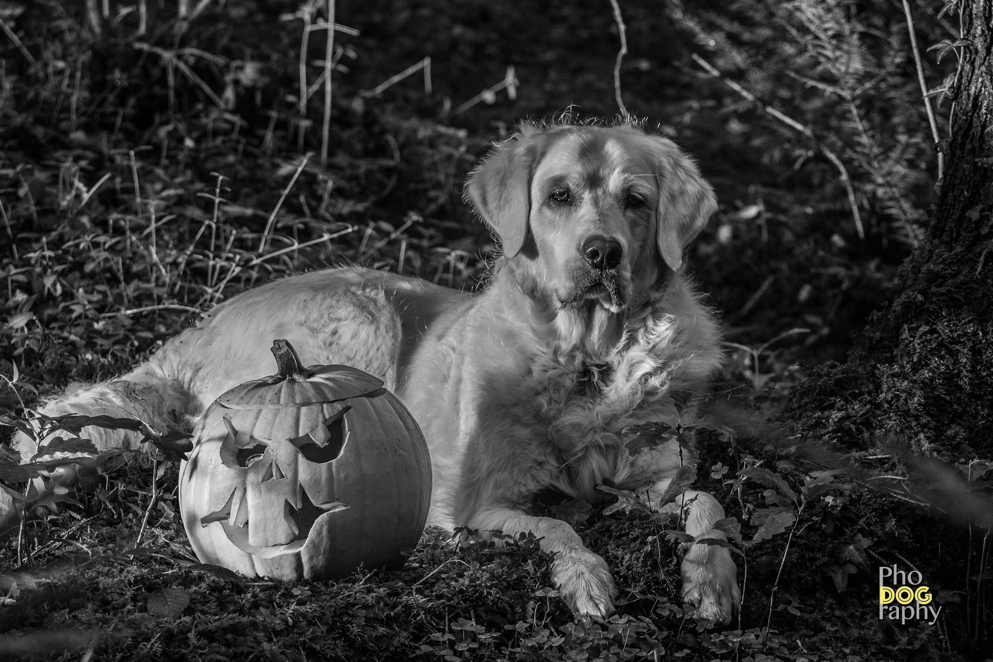 Canon EOS 100D (EOS Rebel SL1 / EOS Kiss X7) + Canon EF 70-200mm F4L USM sample photo. Halloween retriever photography