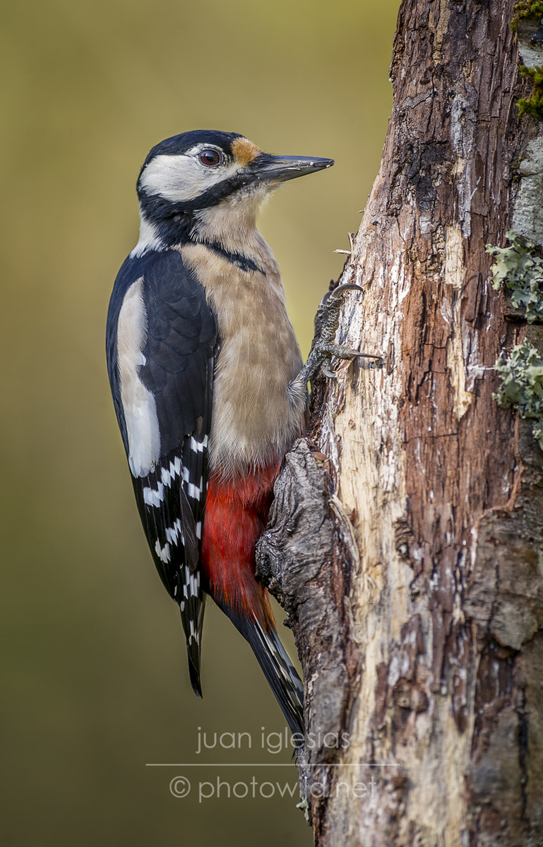 Nikon AF-S Nikkor 300mm F2.8G ED VR II sample photo. Great spotted woodpecker (dendrocopos major) photography
