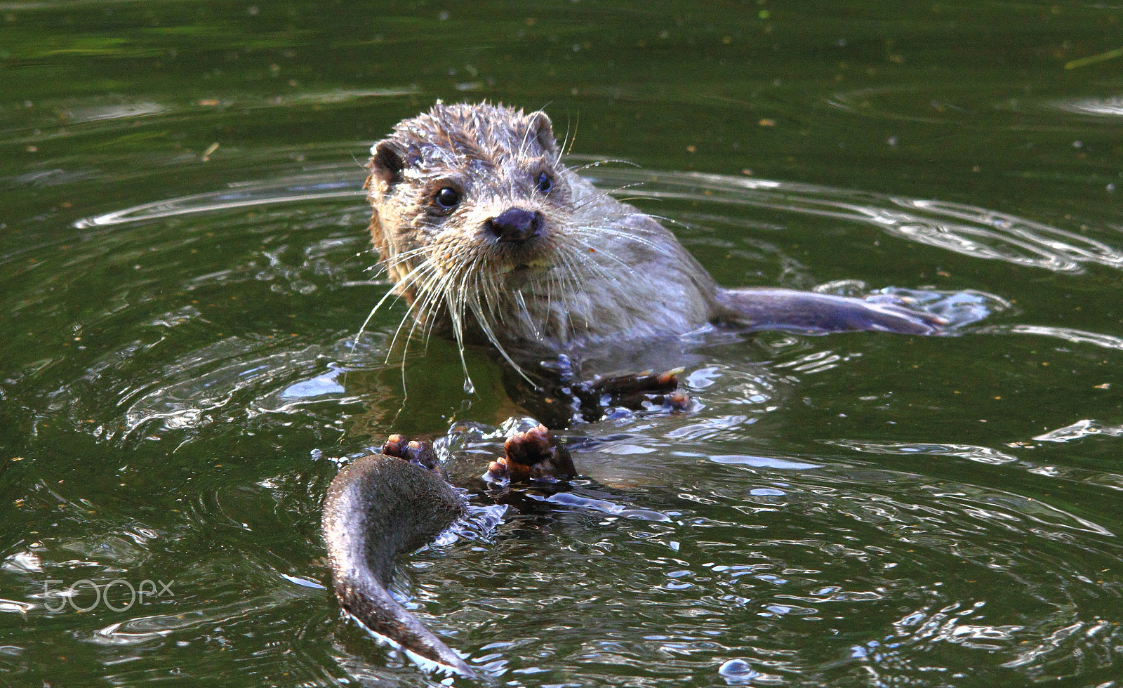 Sigma 150-500mm F5-6.3 DG OS HSM sample photo. Otter photography