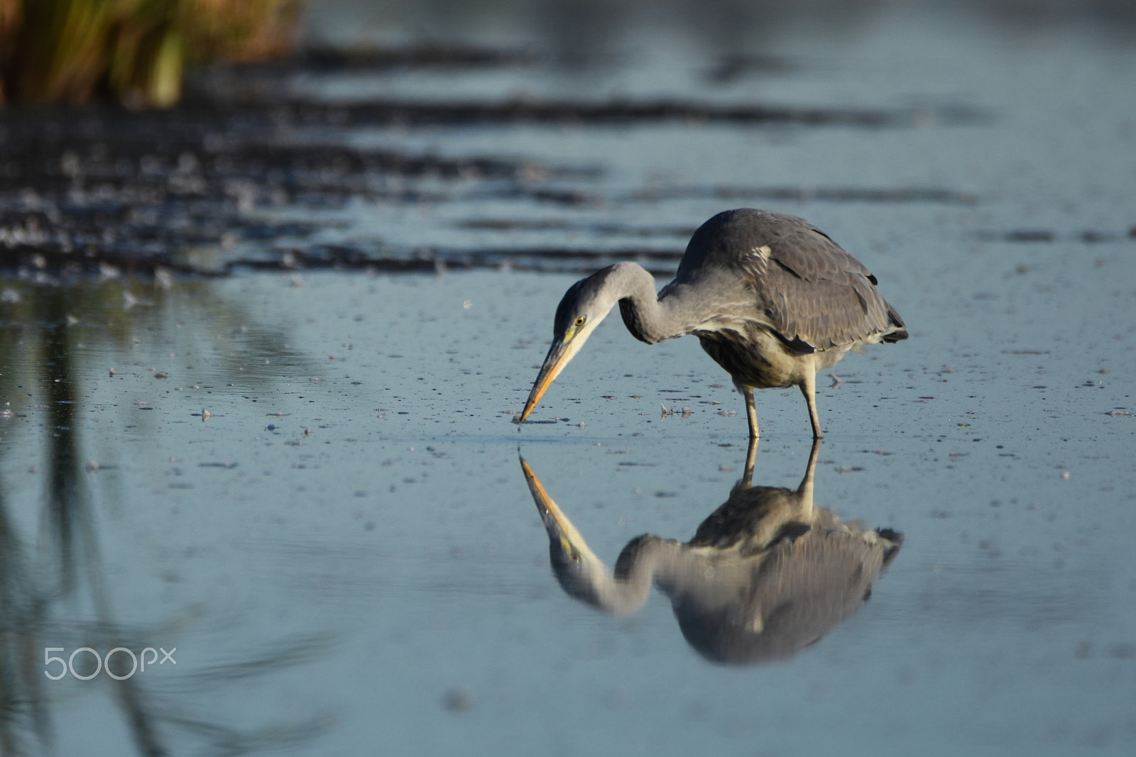 Tamron SP 150-600mm F5-6.3 Di VC USD sample photo. A heron bird looking at its water reflection (ardea cinerea) photography