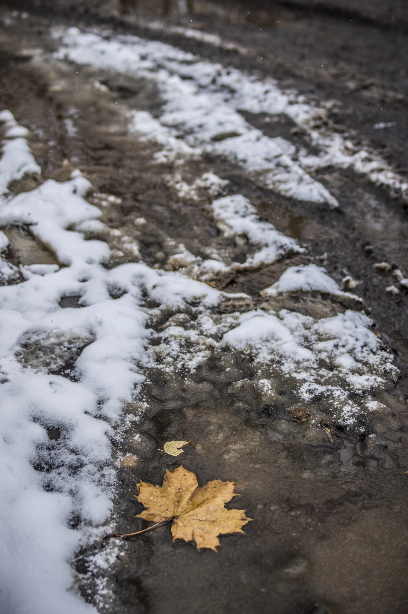 Pentax K-3 sample photo. Maple leaf on first snow photography