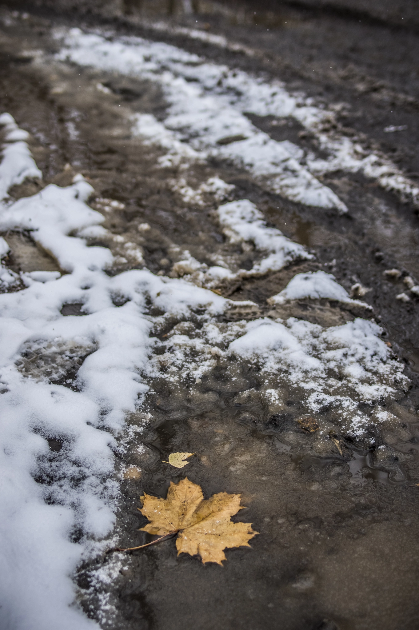 Pentax K-3 + Pentax smc FA 31mm F1.8 AL Limited sample photo. Maple leaf on first snow photography