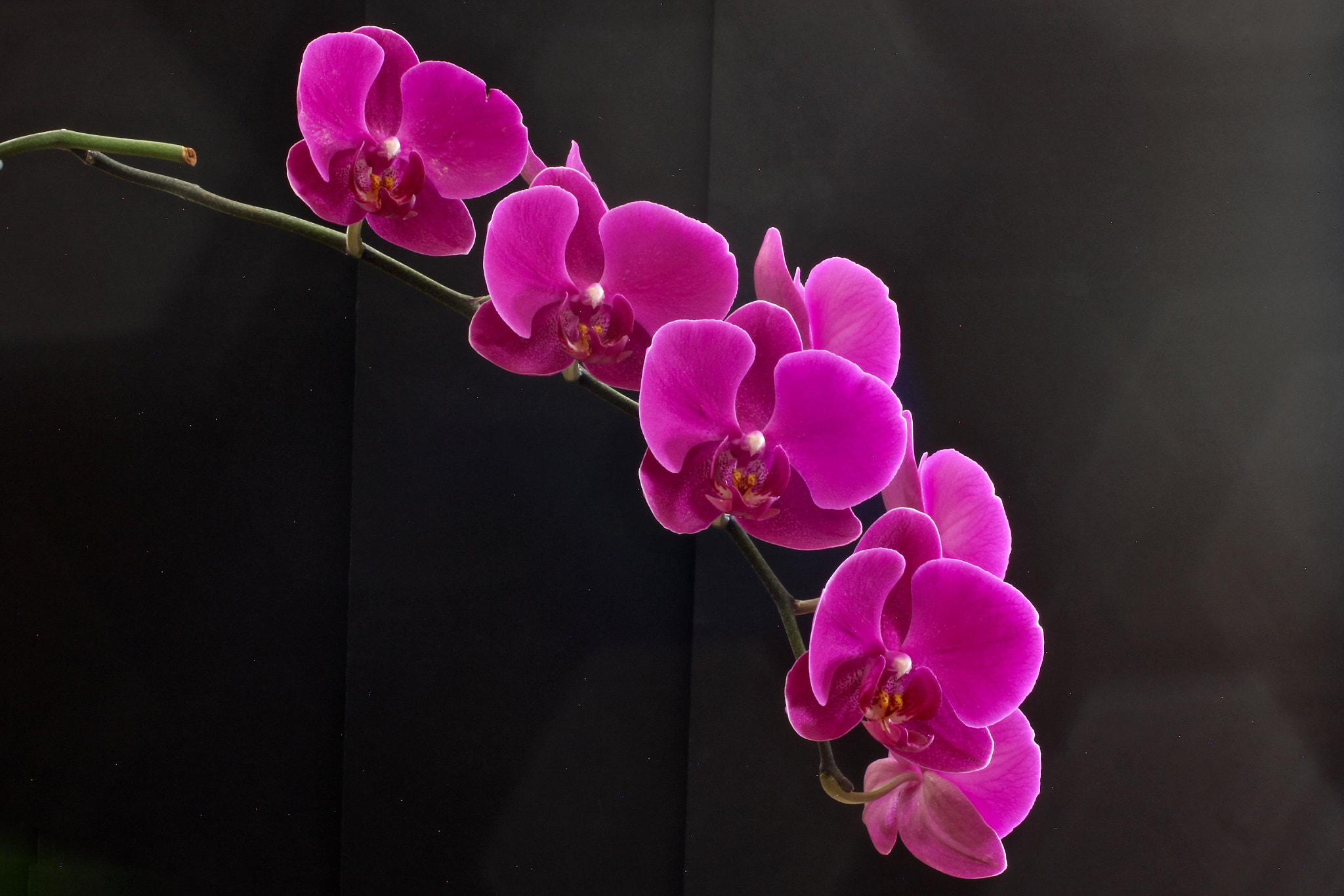 Canon EOS 60D + Canon EF 50mm F2.5 Macro sample photo. Phalenopsis in full bloom 3 photography