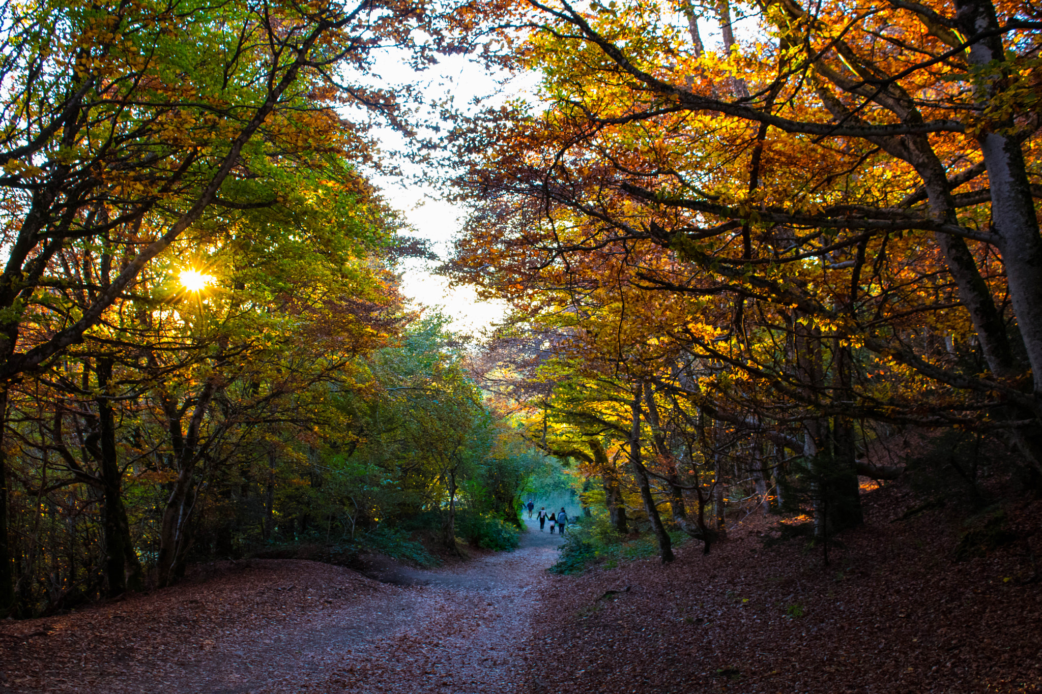 Canon EOS 760D (EOS Rebel T6s / EOS 8000D) sample photo. Dimanche d'automne photography