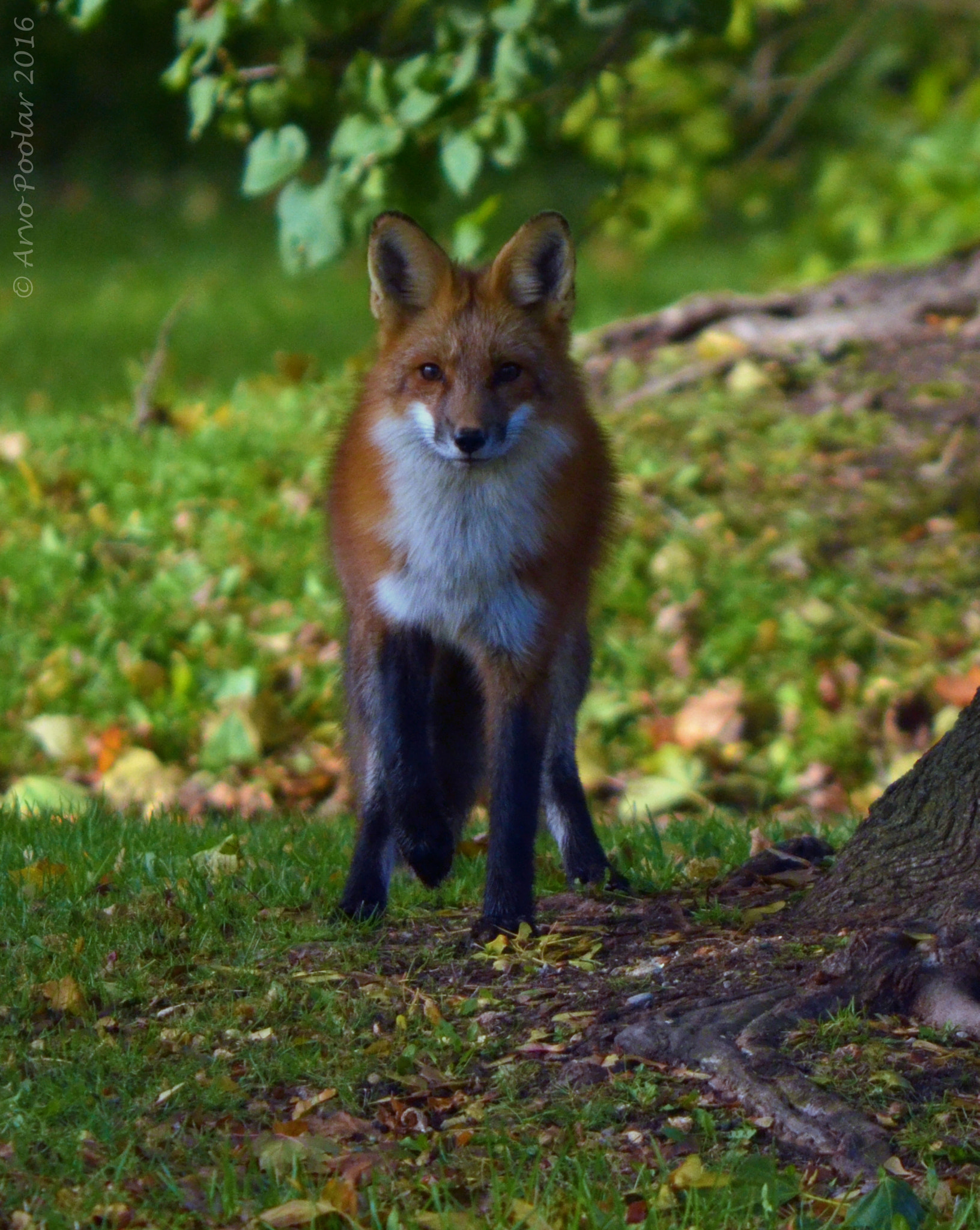 AF Nikkor 24mm f/2.8 sample photo. Red fox photography