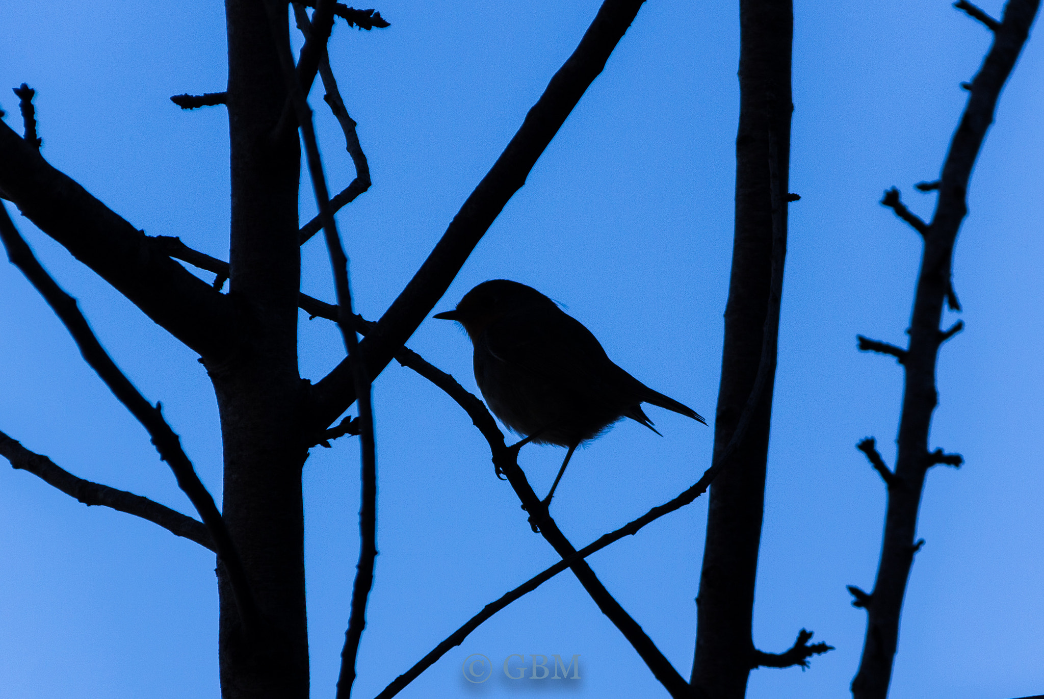 Canon EF-S 18-200mm F3.5-5.6 IS sample photo. Dark bird photography