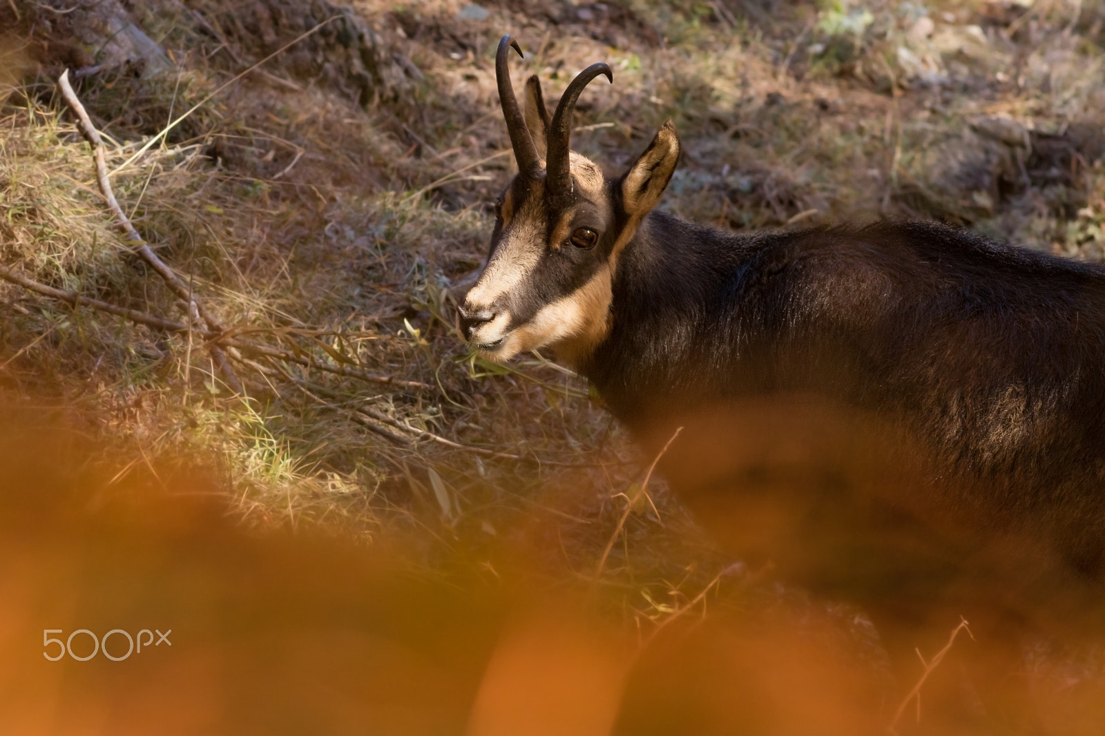 Canon EOS 760D (EOS Rebel T6s / EOS 8000D) + Canon EF 400mm F5.6L USM sample photo. Kamzík horský photography