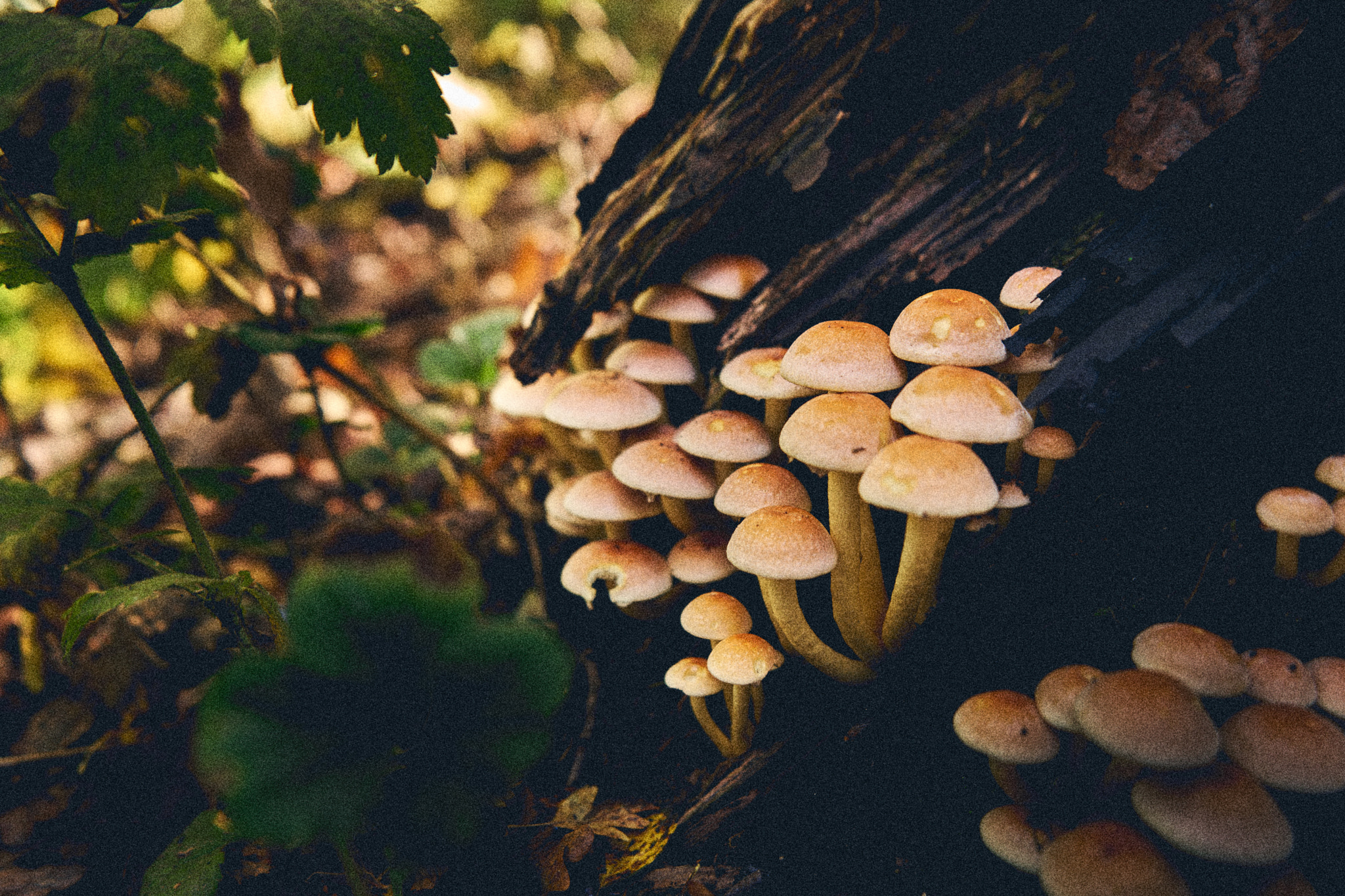 Sony a7 II + Sony FE 28-70mm F3.5-5.6 OSS sample photo. Mushroom! photography