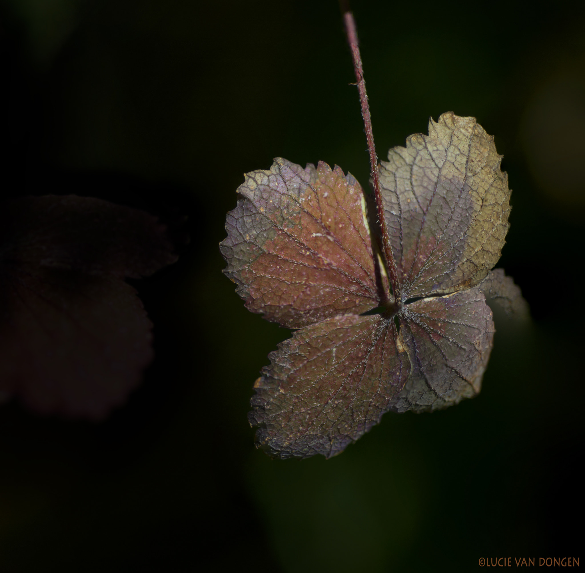 Nikon D610 + Nikon AF Micro-Nikkor 60mm F2.8D sample photo. Hydrangea teller photography