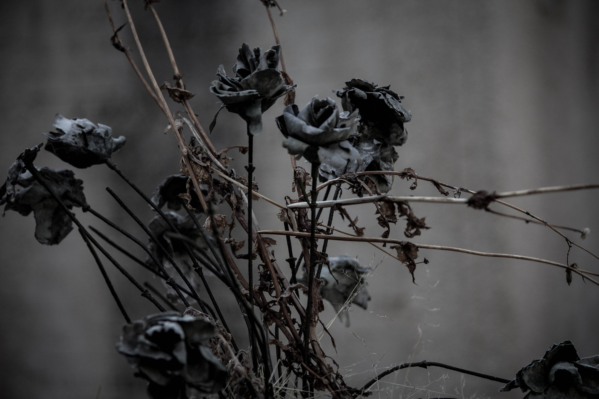 Canon EOS 650D (EOS Rebel T4i / EOS Kiss X6i) sample photo. Cimitieremontmartre1 photography