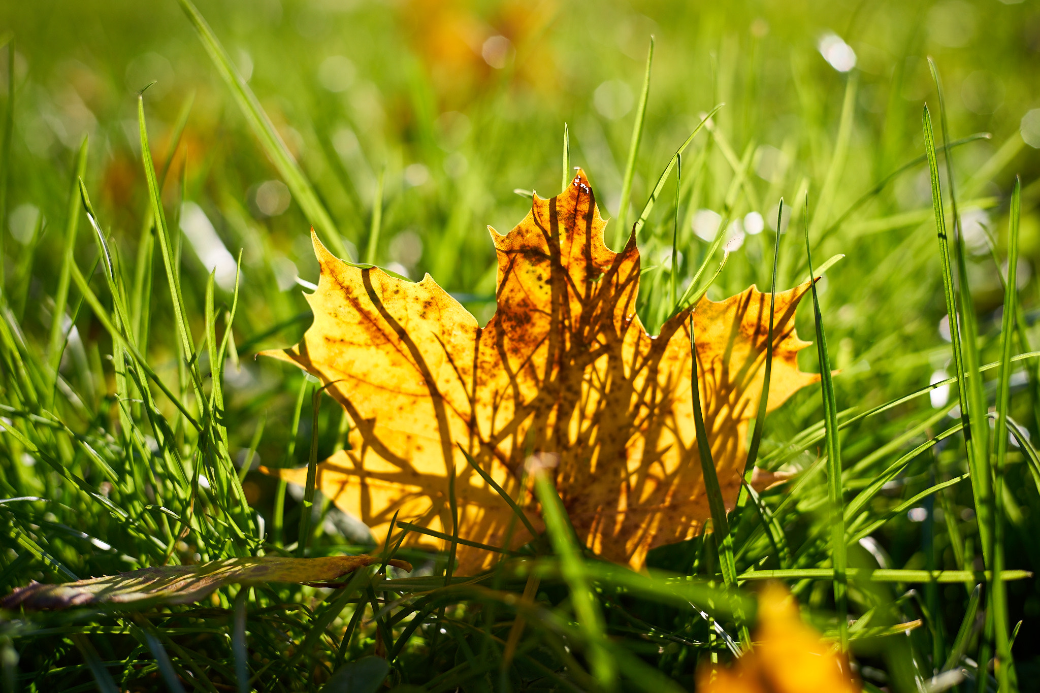 Sony a7 sample photo. Grazing in the grass photography