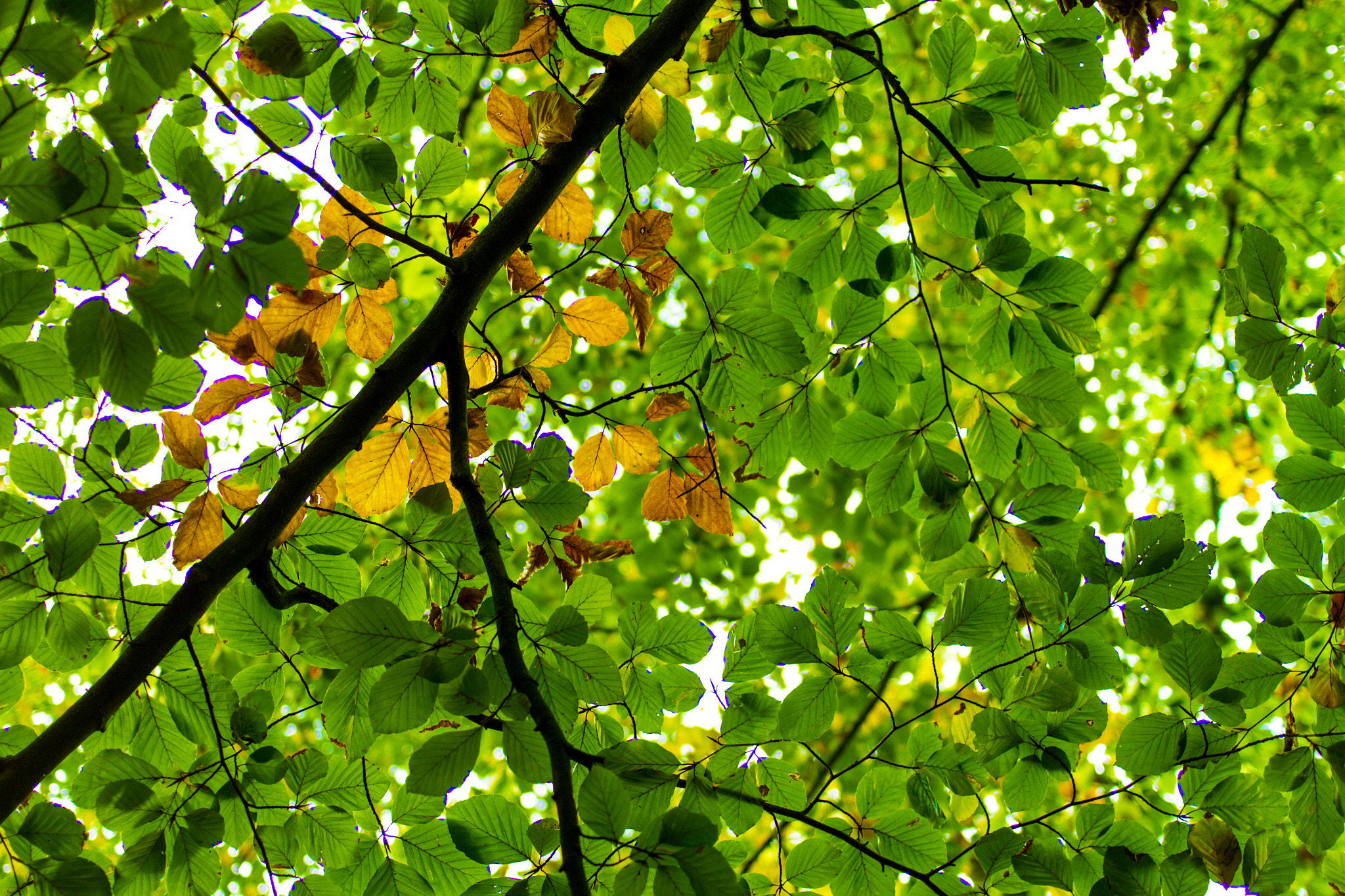 Canon EF 35mm F2 sample photo. Peak of fall photography