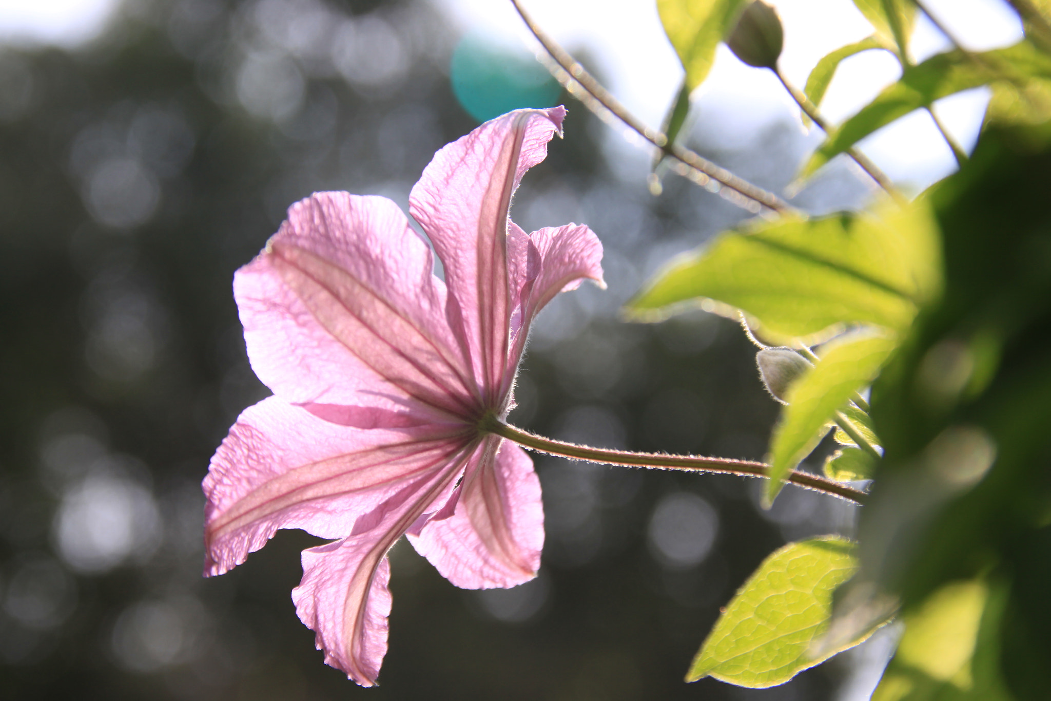 Canon EOS 50D sample photo. Pink clematis photography