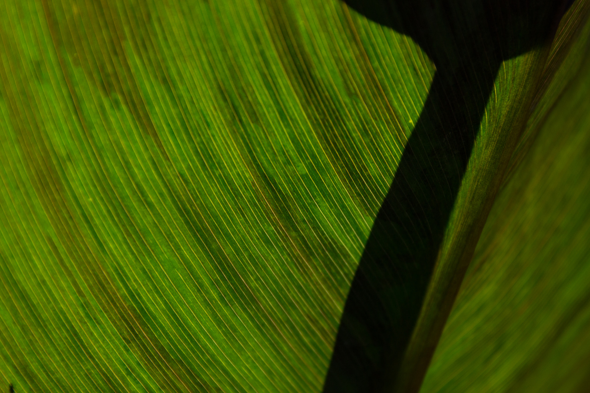 Nikon AF-S Nikkor 28-70mm F2.8 ED-IF sample photo. Leaf photography