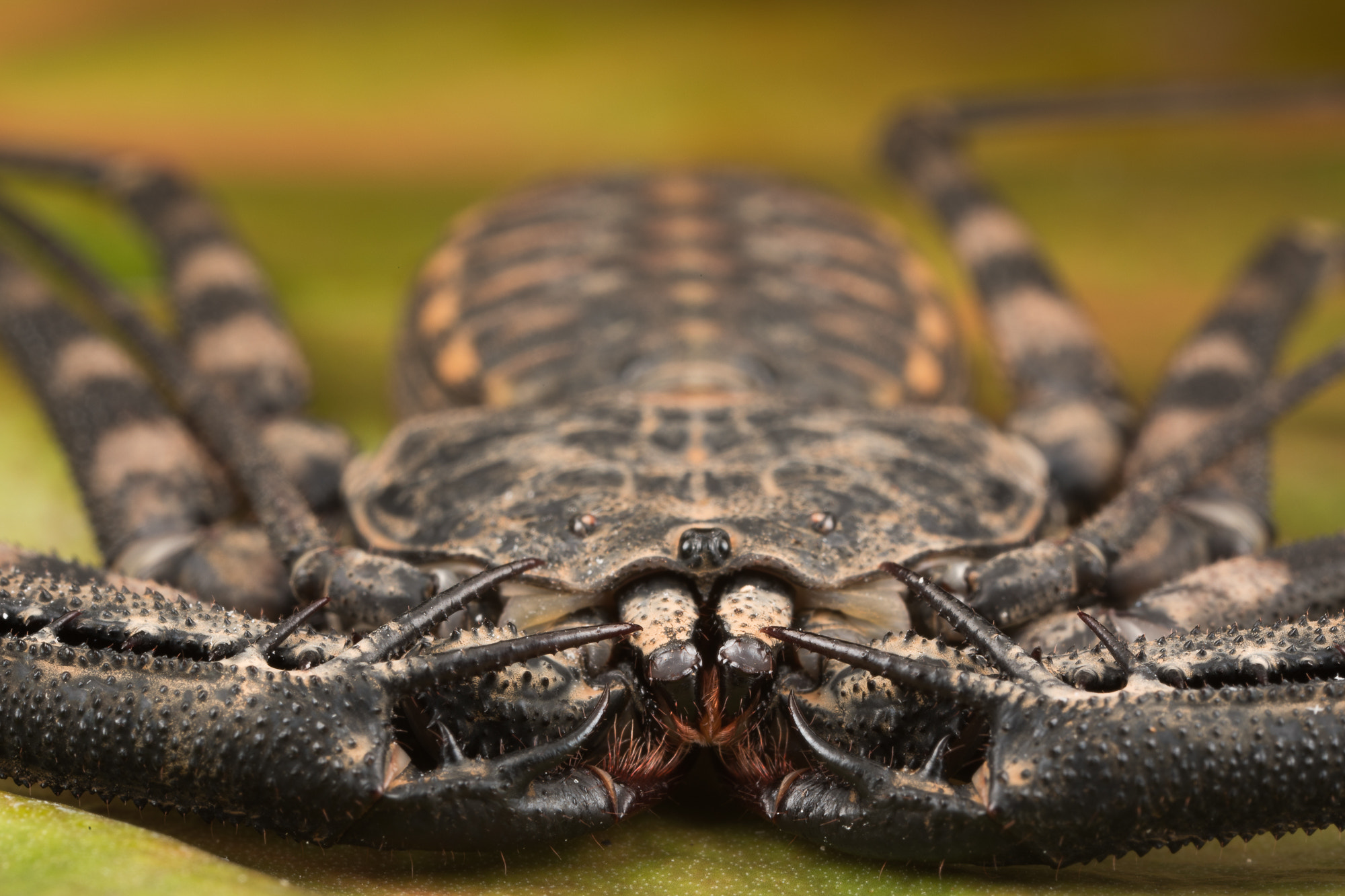 Canon MP-E 65mm F2.5 1-5x Macro Photo sample photo. Damon diadema photography