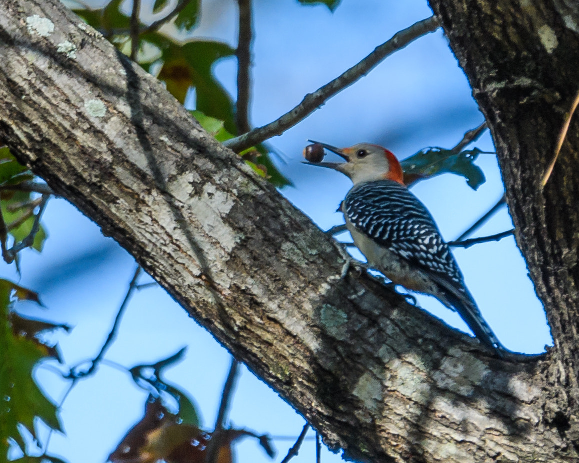 Nikon D500 + Sigma 50mm F2.8 EX DG Macro sample photo. Red-bellied woodpecker photography