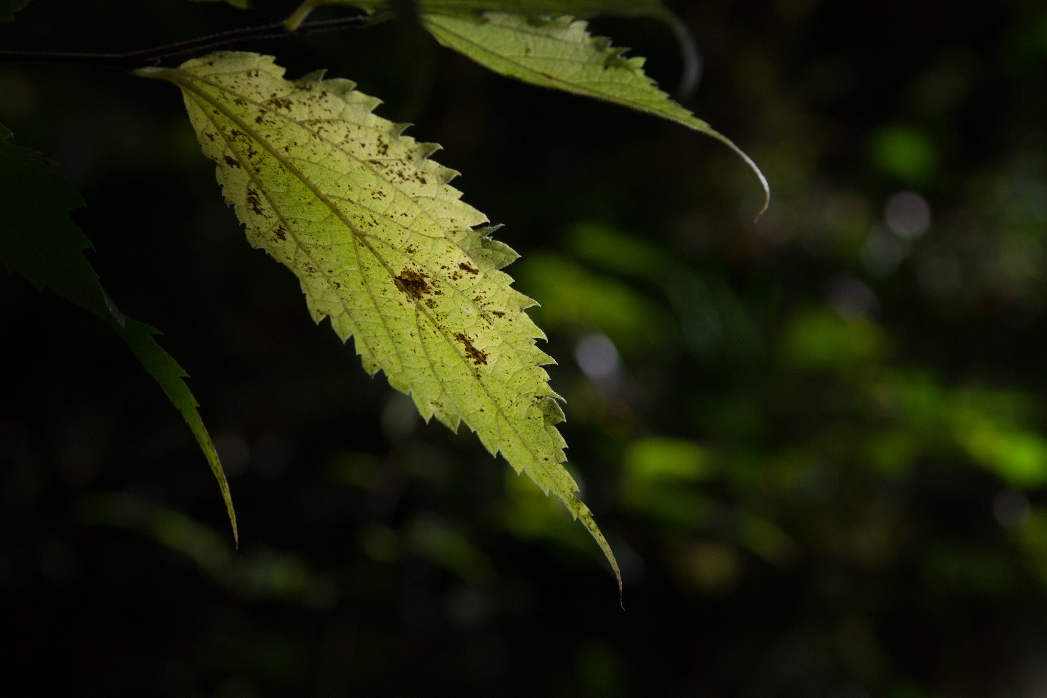 Nikon AF-S Nikkor 28-70mm F2.8 ED-IF sample photo. Glimmer of light photography