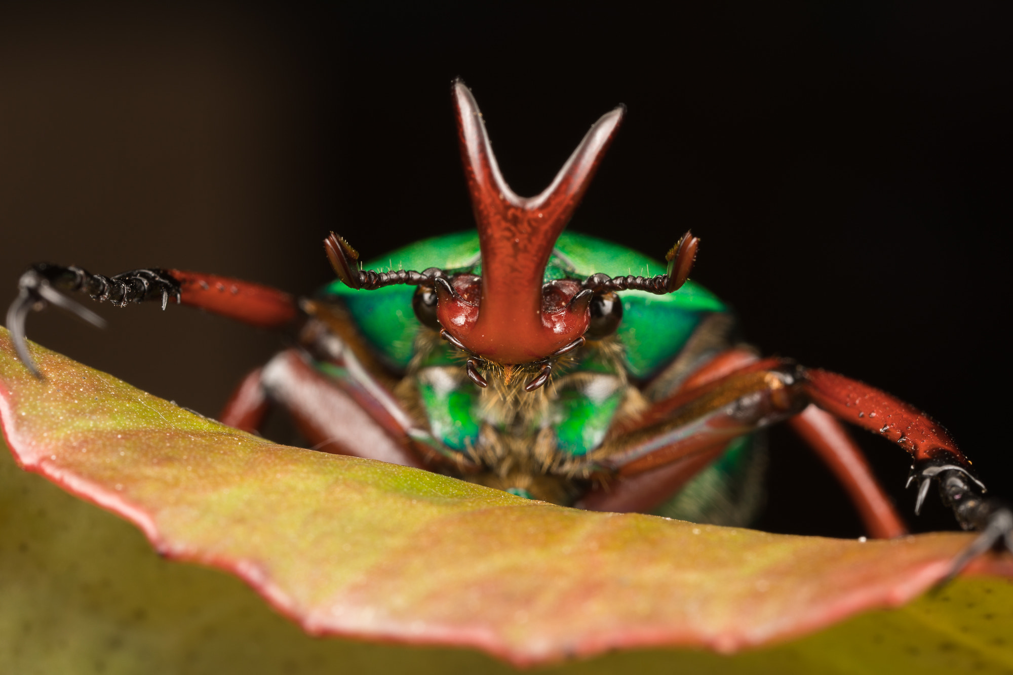Canon MP-E 65mm F2.5 1-5x Macro Photo sample photo. Eudicella trilineata photography