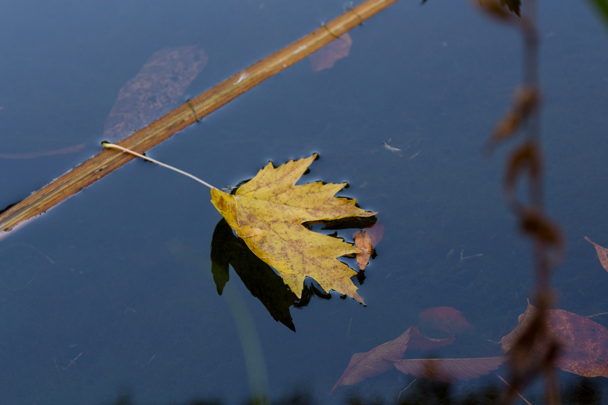 Nikon AF-S Nikkor 28-70mm F2.8 ED-IF sample photo. Floating photography