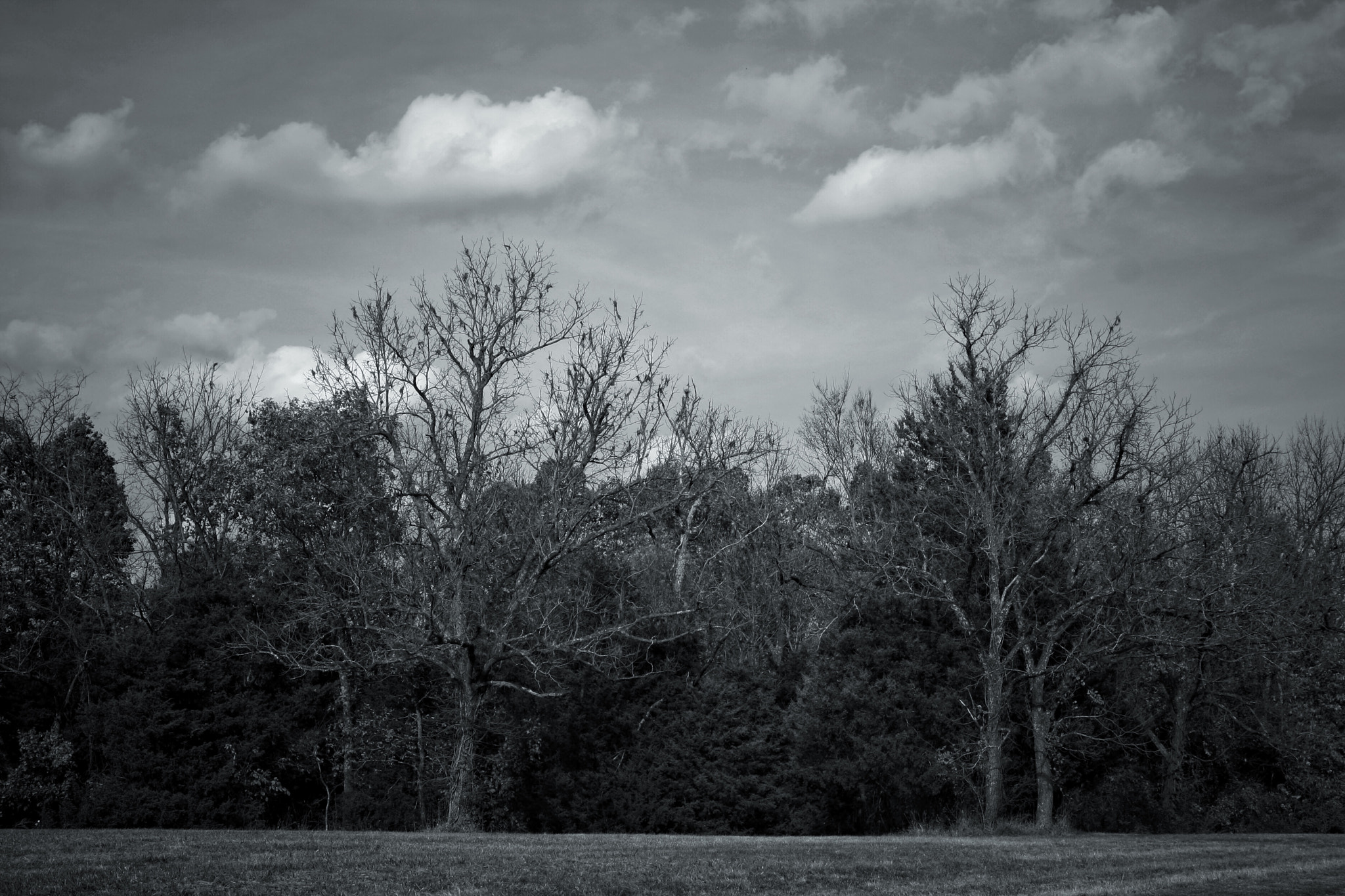 Tamron AF 28-200mm F3.8-5.6 XR Di Aspherical (IF) Macro sample photo. Cloudy day at the edge of the woods photography