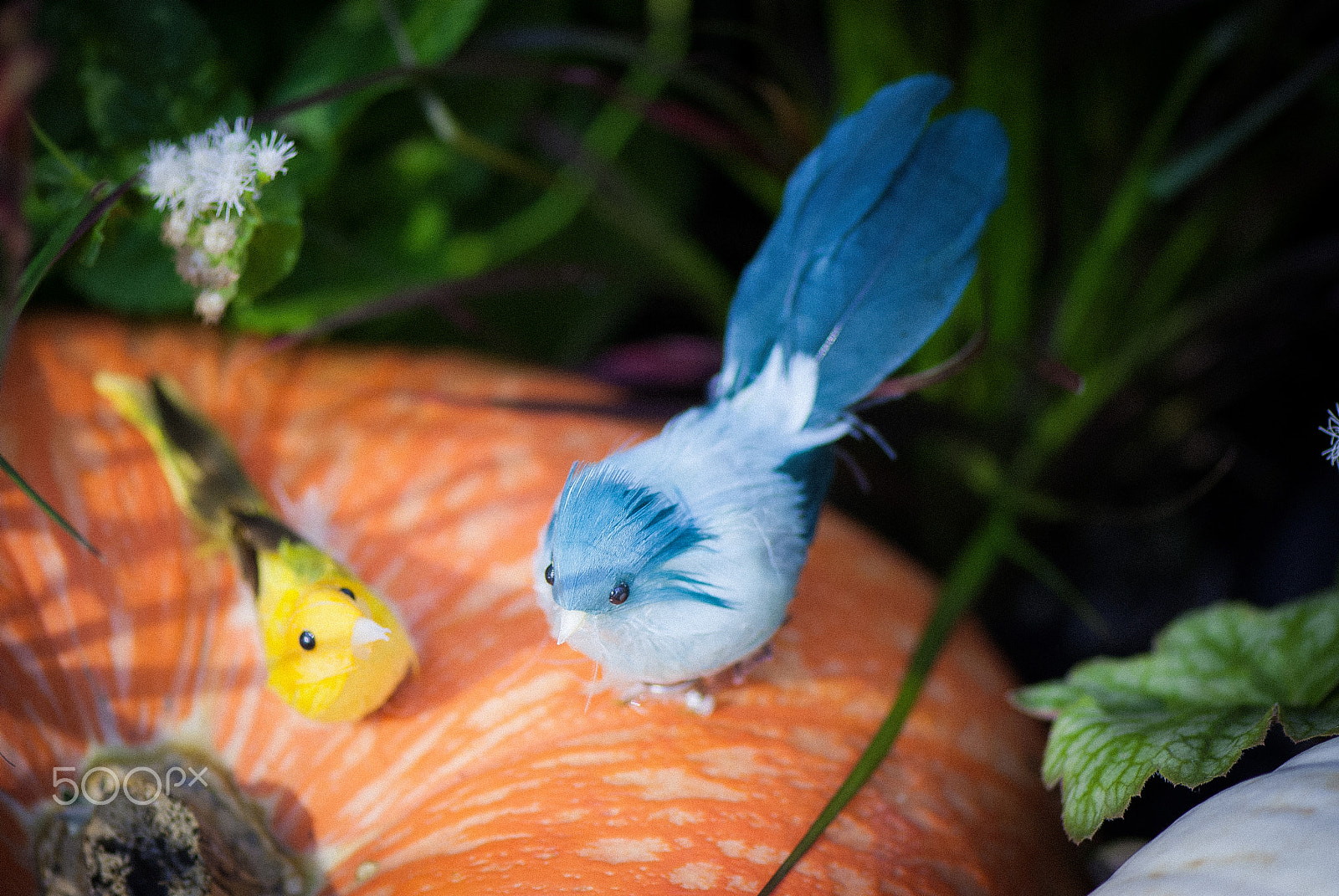 Nikon D200 + Nikon AF-S Micro-Nikkor 105mm F2.8G IF-ED VR sample photo. Halloween is terminated, came blue bird photography