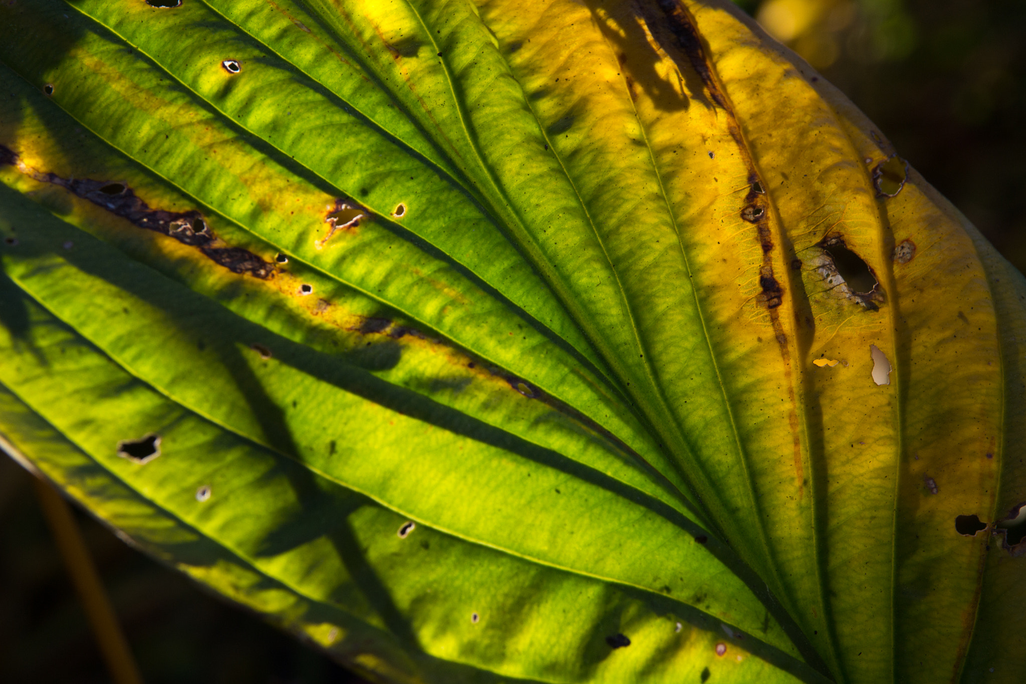 Nikon AF-S Nikkor 28-70mm F2.8 ED-IF sample photo. Leaf photography