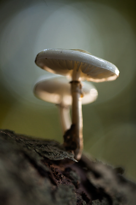 Canon EF 180mm F3.5L Macro USM sample photo. Porcelain fungus photography