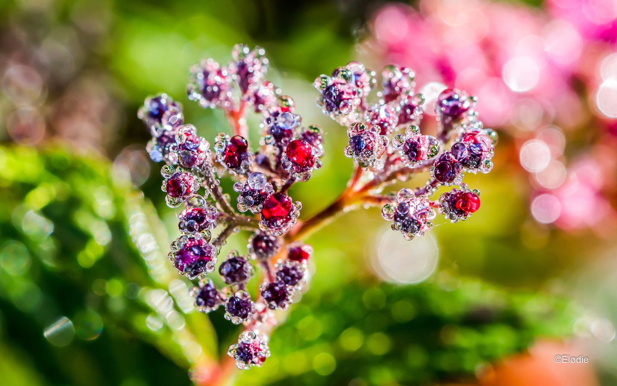 Canon EF 100mm F2.8L Macro IS USM sample photo. Dream water photography