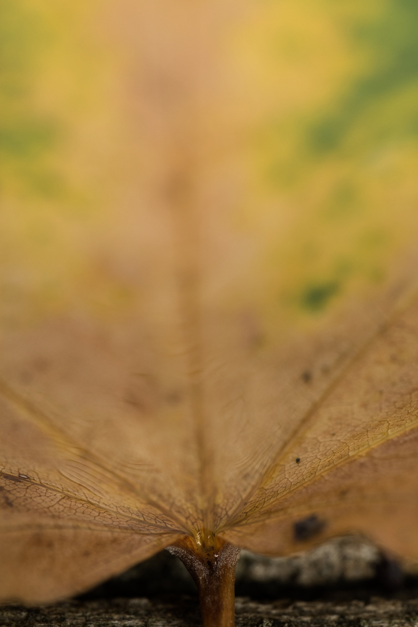 Fujifilm X-E1 + ZEISS Touit 50mm F2.8 sample photo. I do love fall. photography