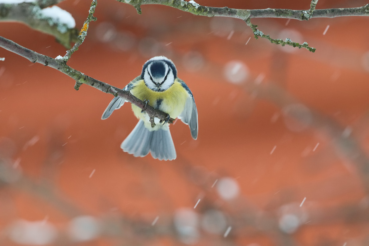Canon EF 300mm F2.8L IS II USM sample photo. The eagle photography