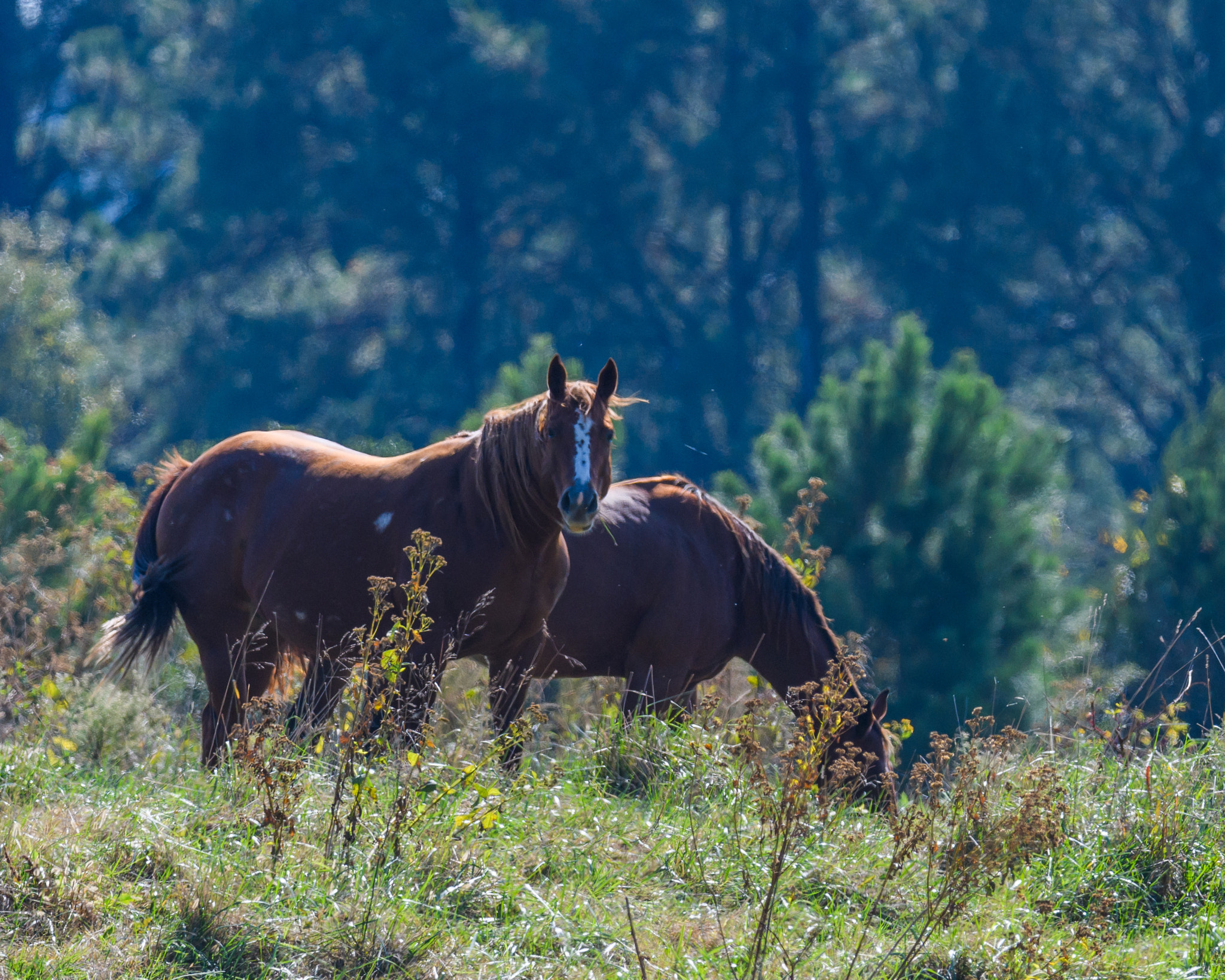 Nikon D500 + Sigma 50mm F2.8 EX DG Macro sample photo. Schenck memorial forest photography
