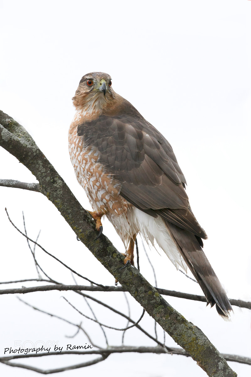 Canon EOS 7D Mark II sample photo. Cooper's hawk photography