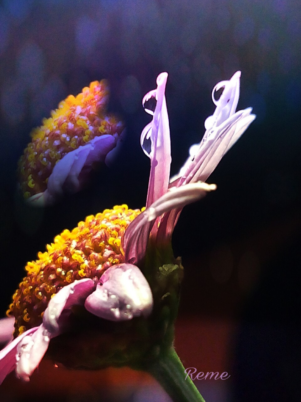 bq Aquaris E5 HD sample photo. Flores photography