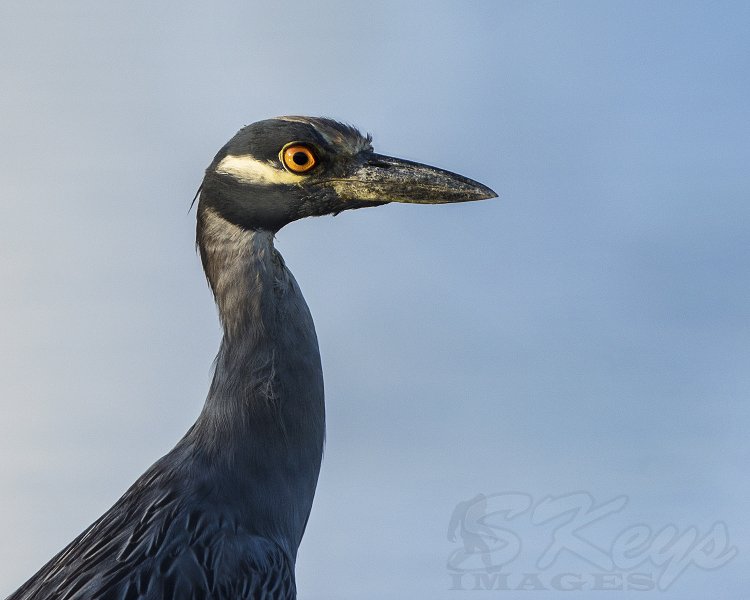 Sigma 500mm F4.5 EX DG HSM sample photo. Orange and blue (yellow-crowned night heron) photography