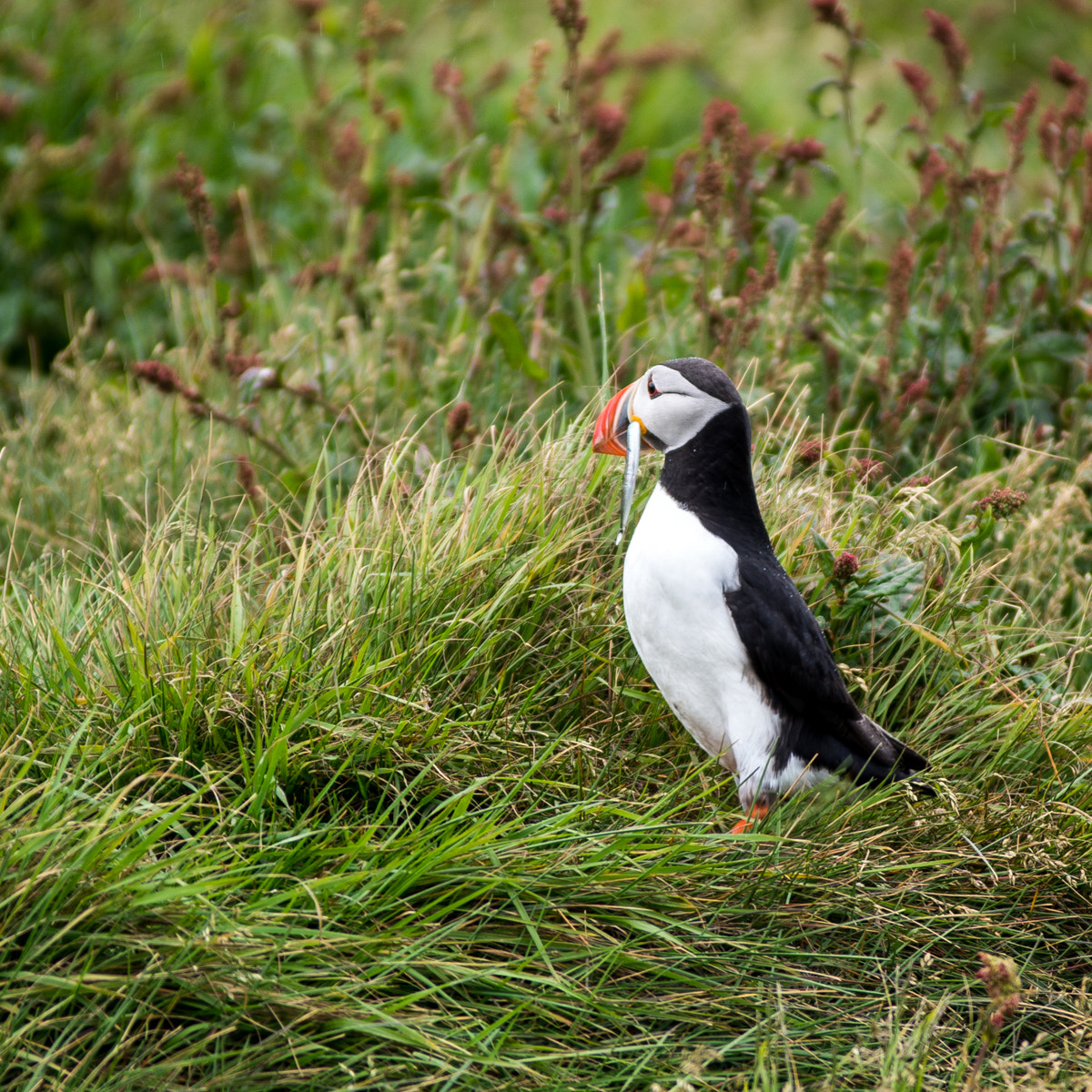 Pentax K-5 II sample photo. Puffin dinner photography