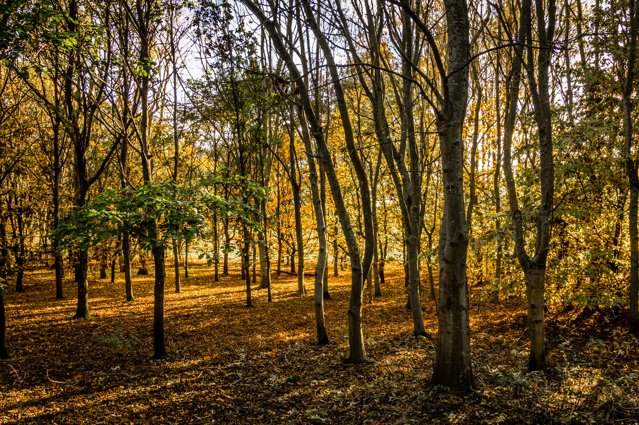 Canon EOS 100D (EOS Rebel SL1 / EOS Kiss X7) sample photo. Sunlit woods photography