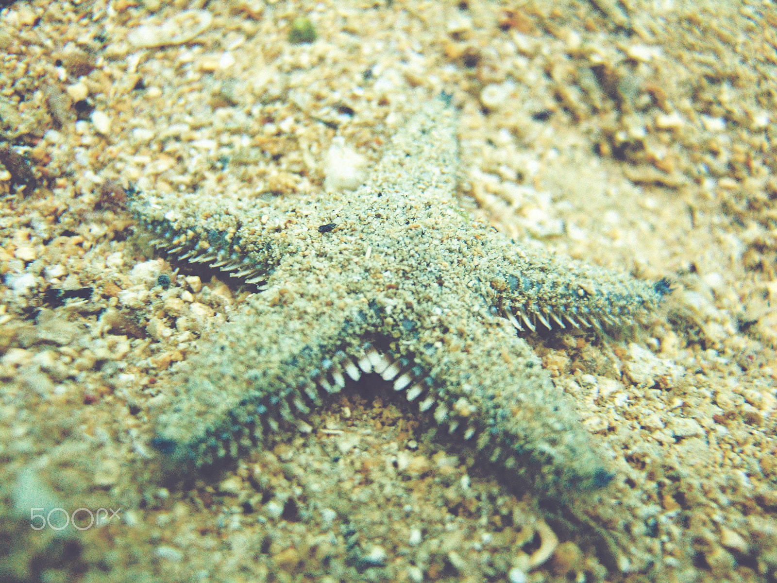 Fujifilm FinePix F11 sample photo. Starfish photography