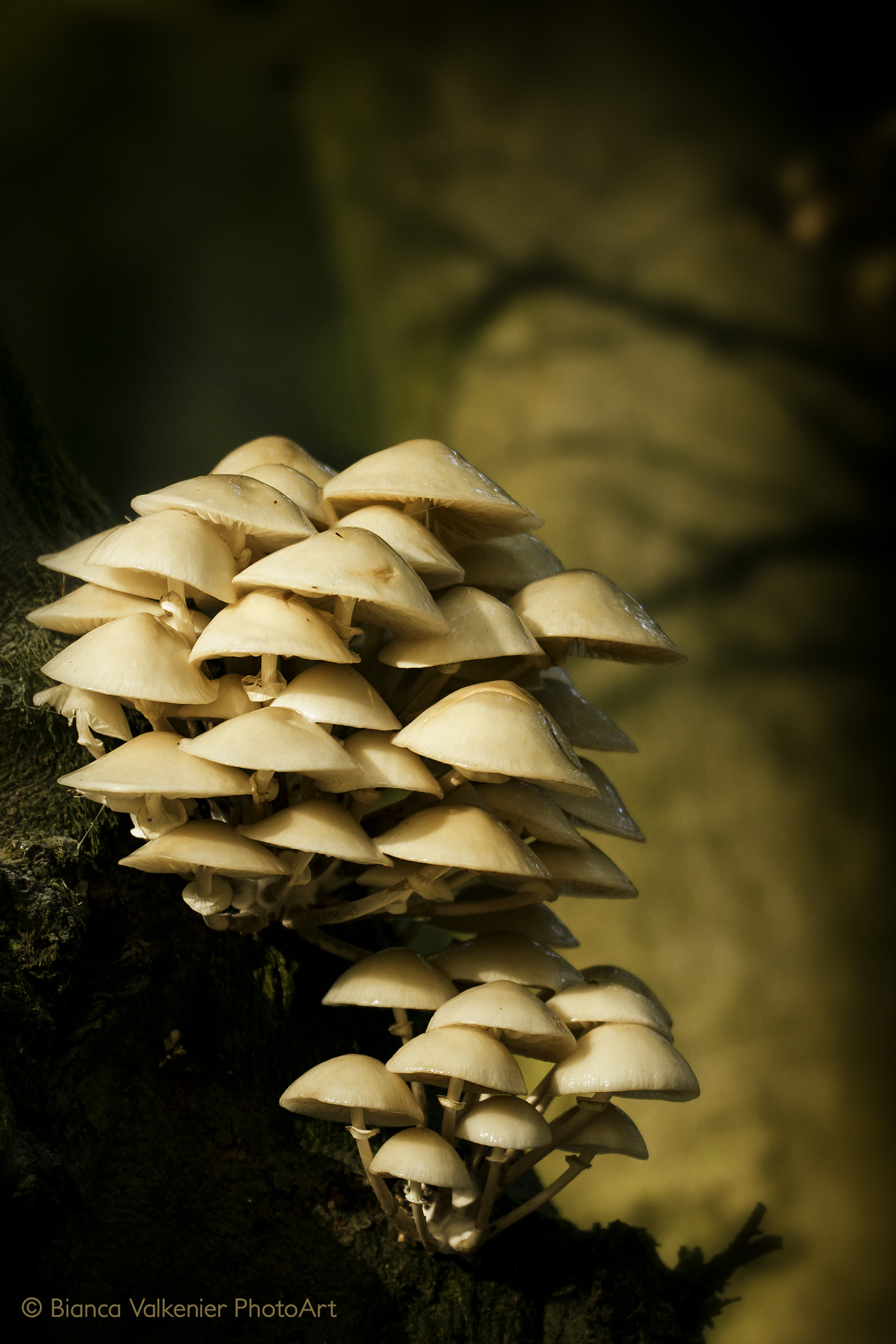 Canon EOS 7D sample photo. Oudemansiella mucida (porcelain fungus) photography