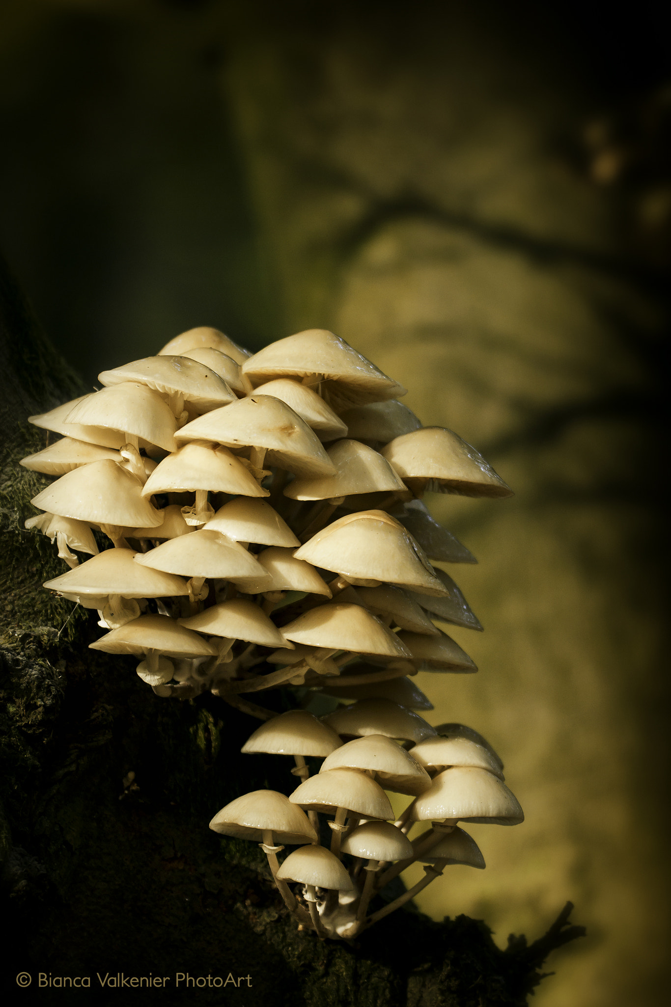 Sigma 150mm f/2.8 EX DG OS HSM APO Macro sample photo. Oudemansiella mucida (porcelain fungus) photography