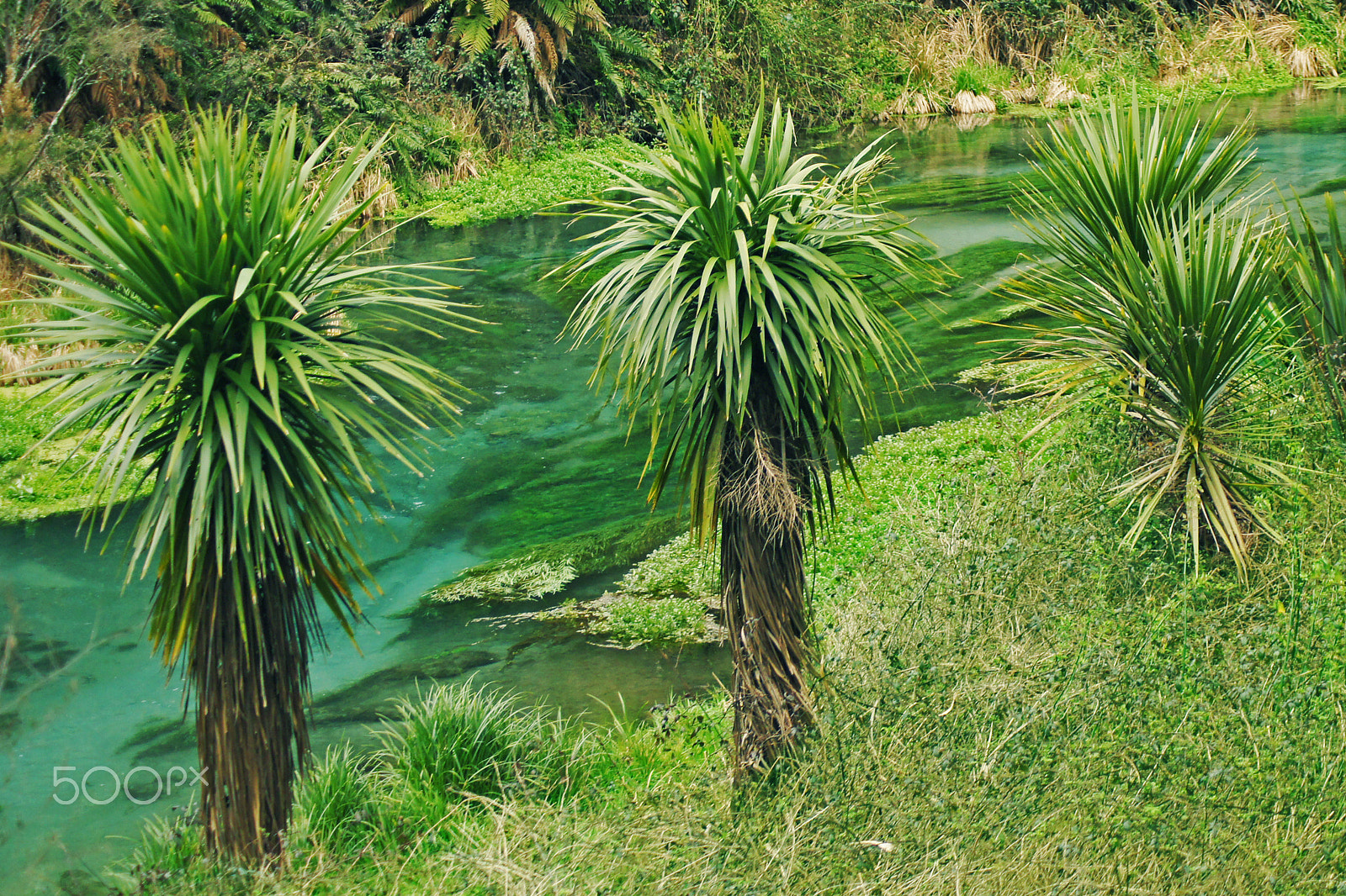 Sony SLT-A55 (SLT-A55V) sample photo. Blue spring of the te waihou walkway photography