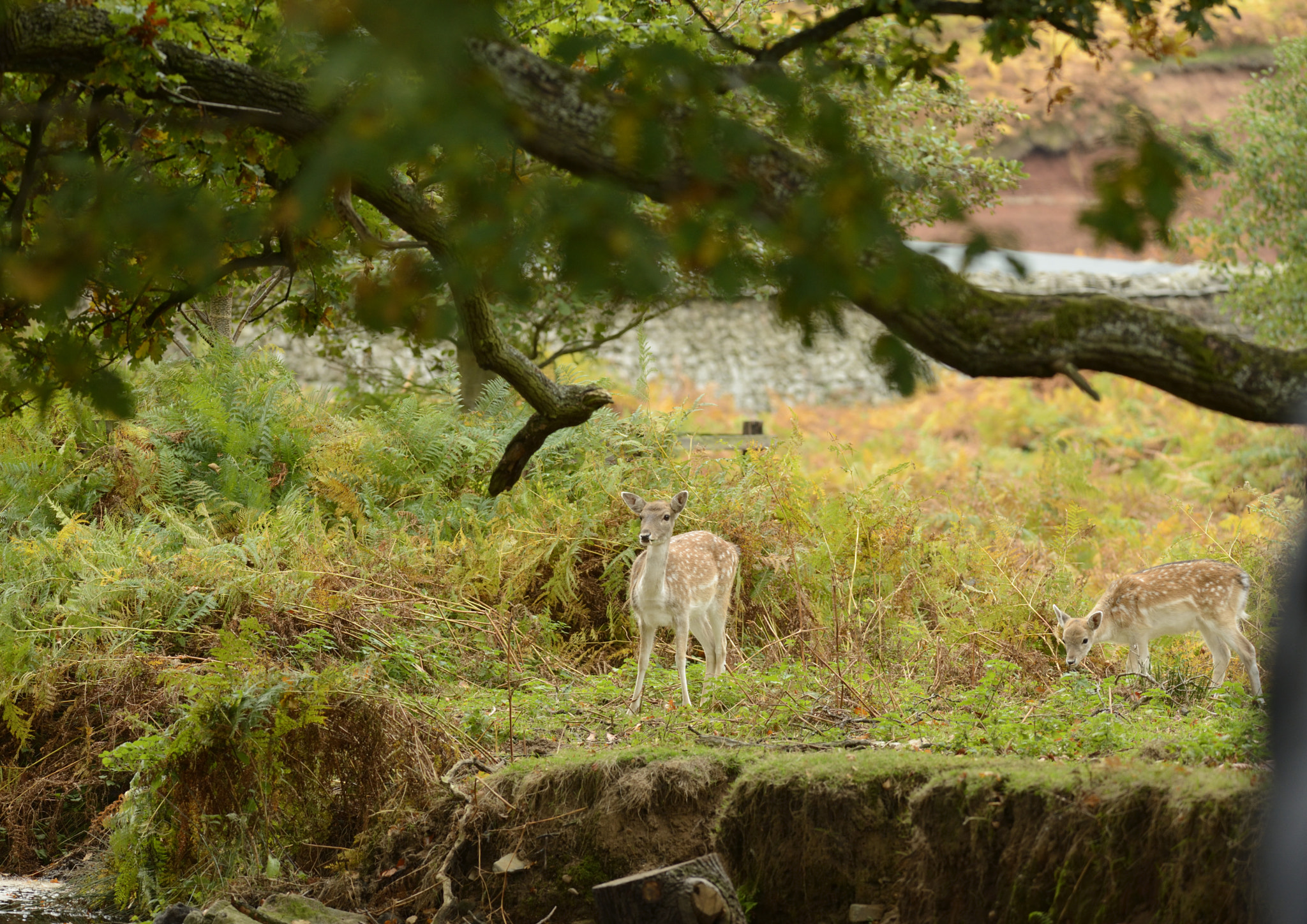 Nikon AF-S Nikkor 200-400mm F4G ED-IF VR sample photo. Doe and fawn photography