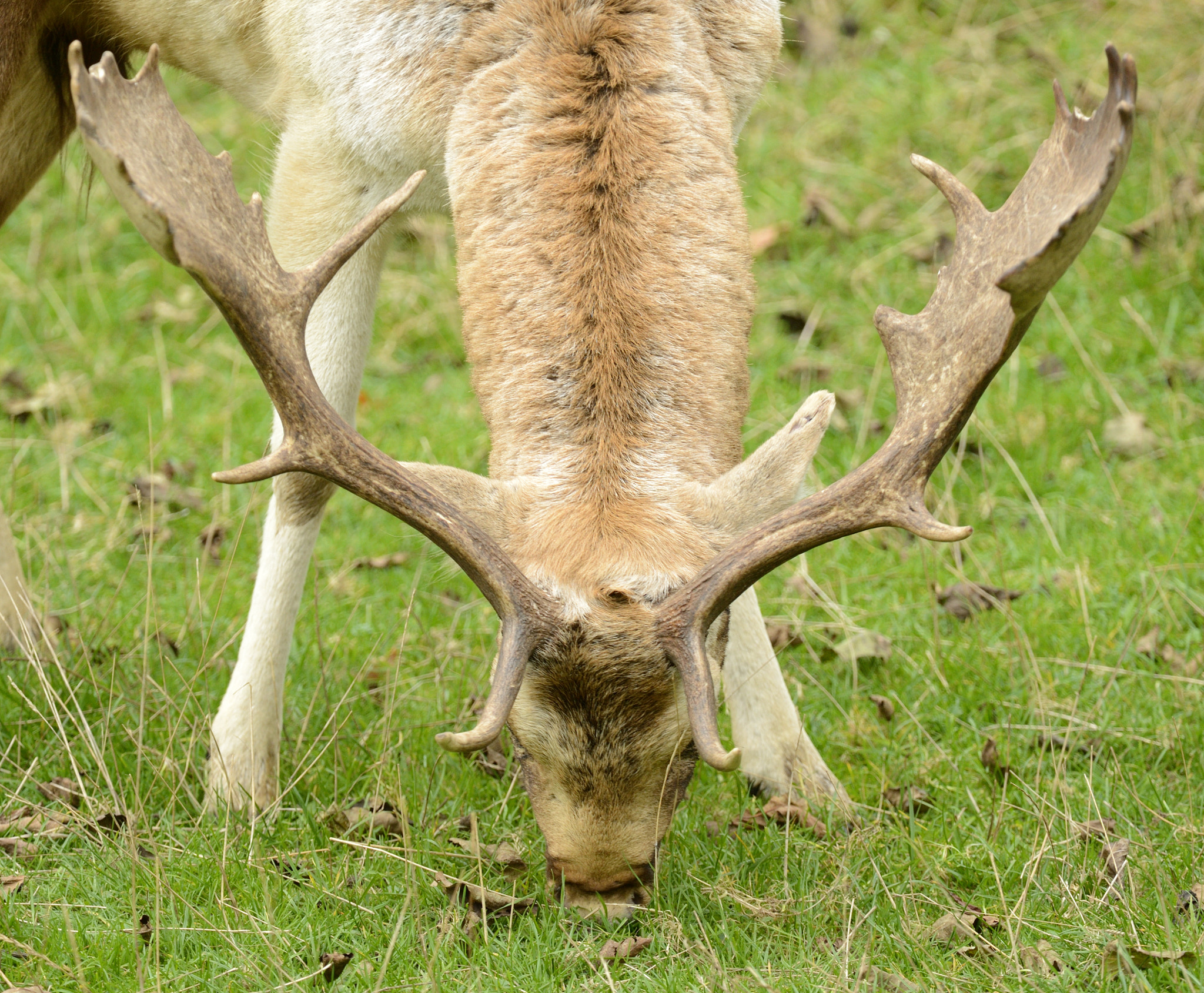 Nikon AF-S Nikkor 200-400mm F4G ED-IF VR sample photo. Antlers photography