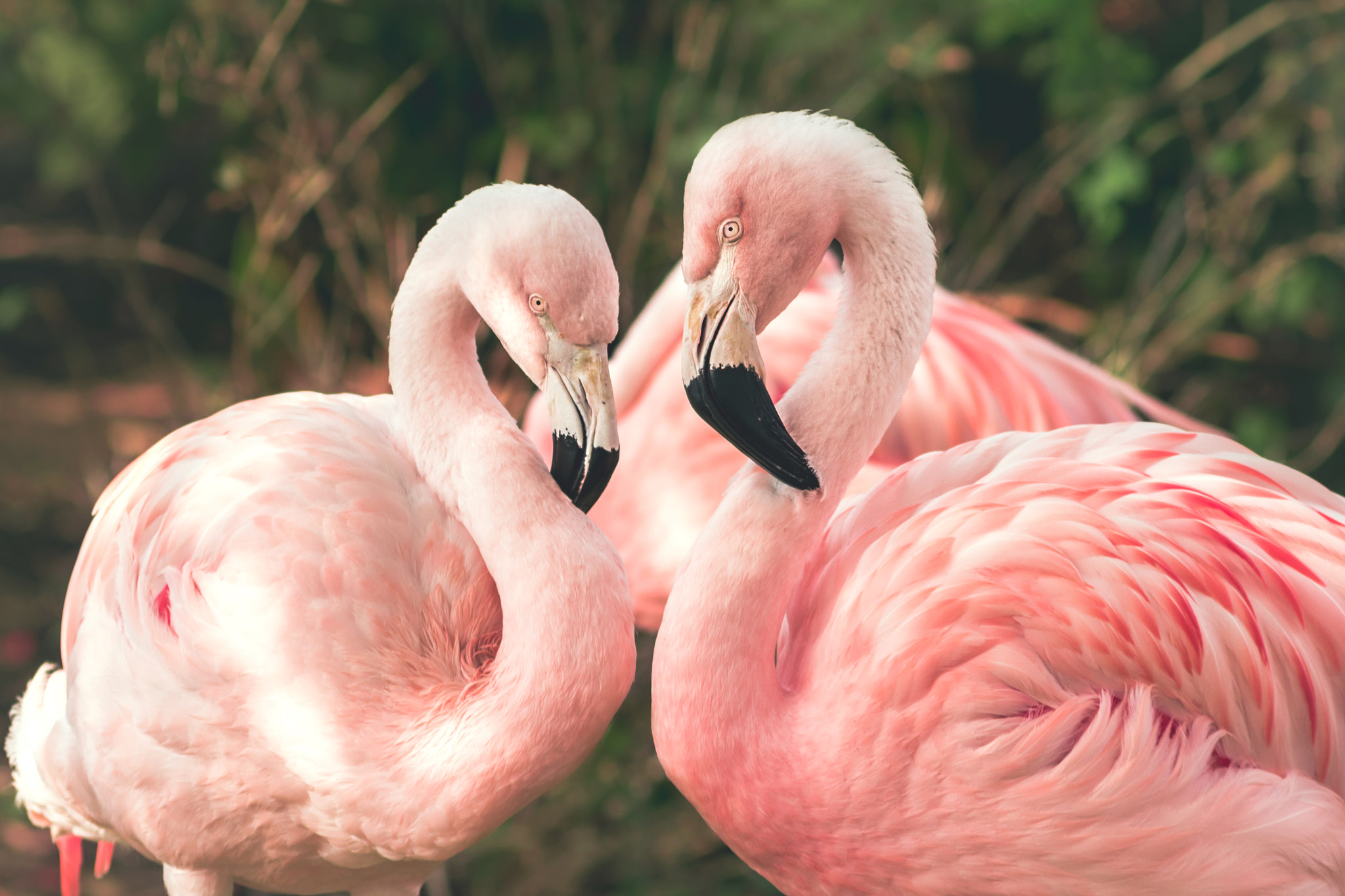 Canon EOS 550D (EOS Rebel T2i / EOS Kiss X4) sample photo. Love birds photography