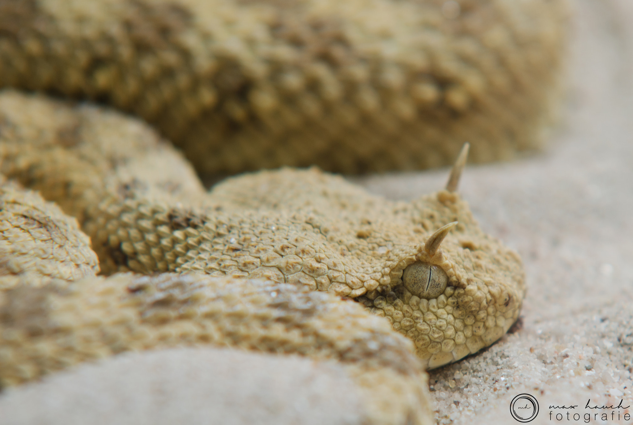 Sigma 70-200mm F2.8 EX DG Macro HSM II sample photo. Hornviper photography