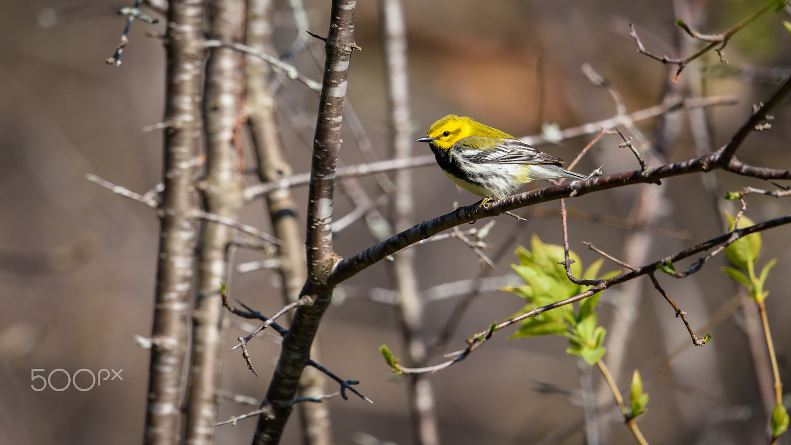 Nikon AF-S Nikkor 500mm F4E FL ED VR sample photo. Black throated green warbler photography