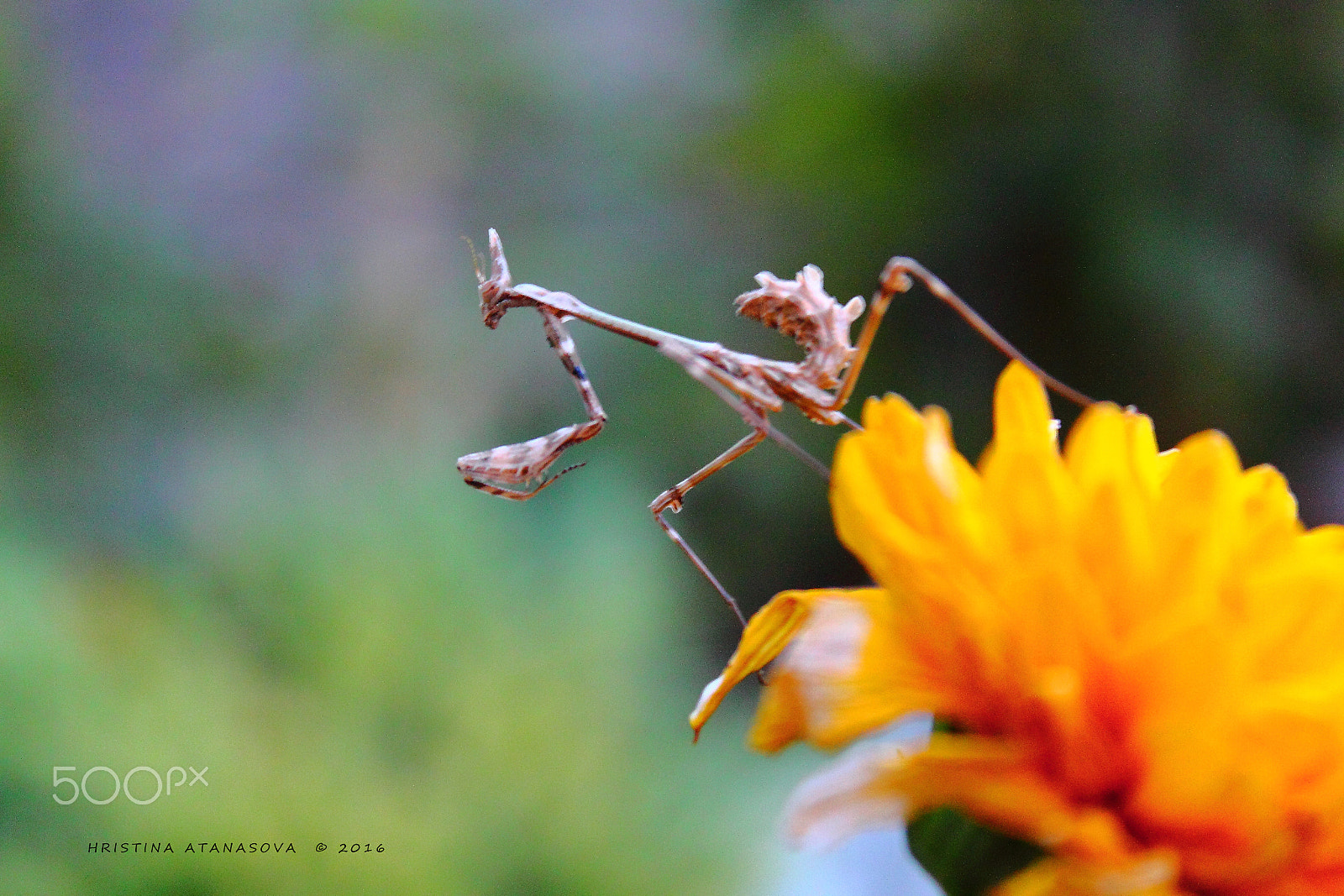 Canon EF-S 18-55mm F3.5-5.6 IS sample photo. The little things... photography