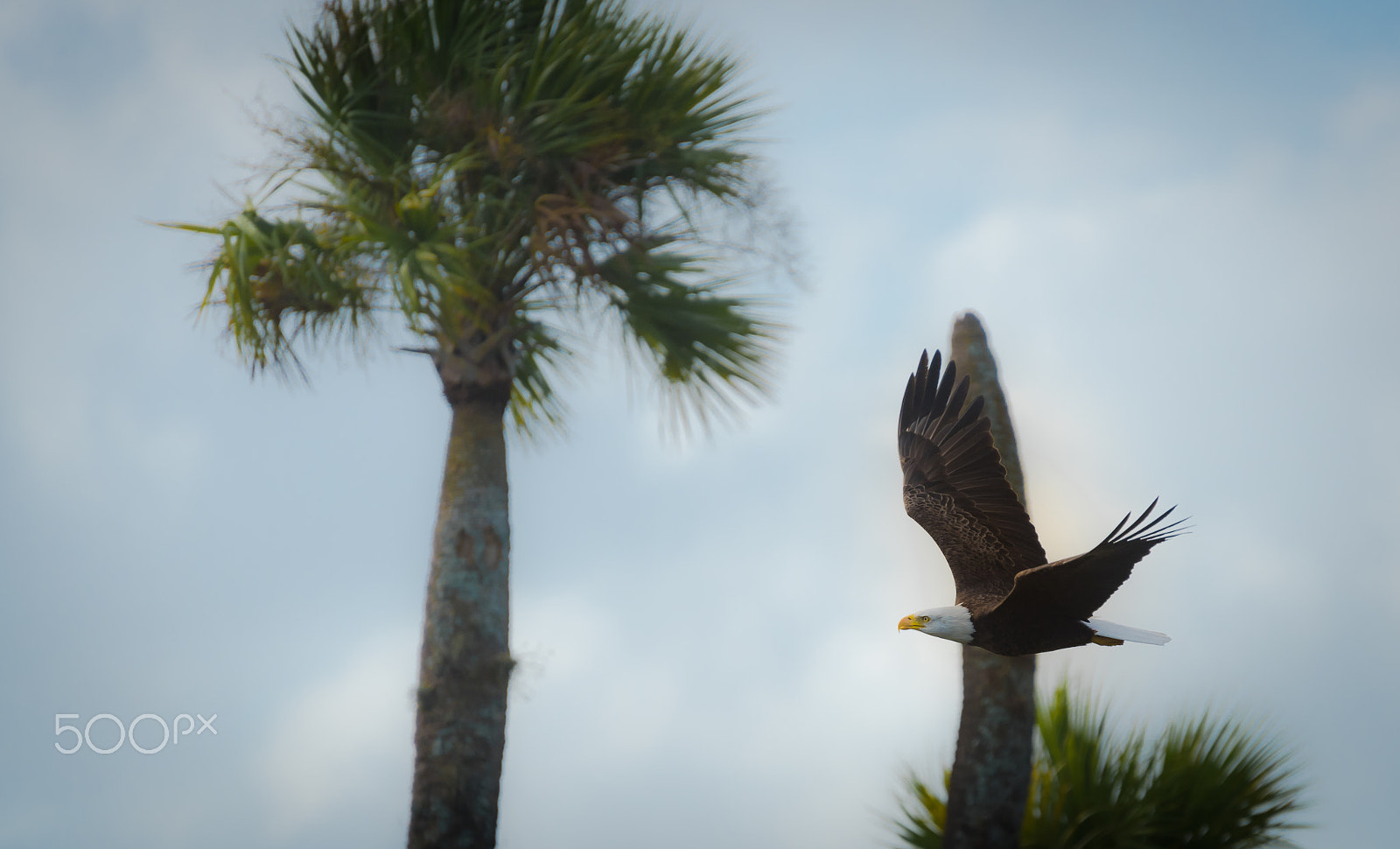 Nikon D750 sample photo. Eagles fly photography