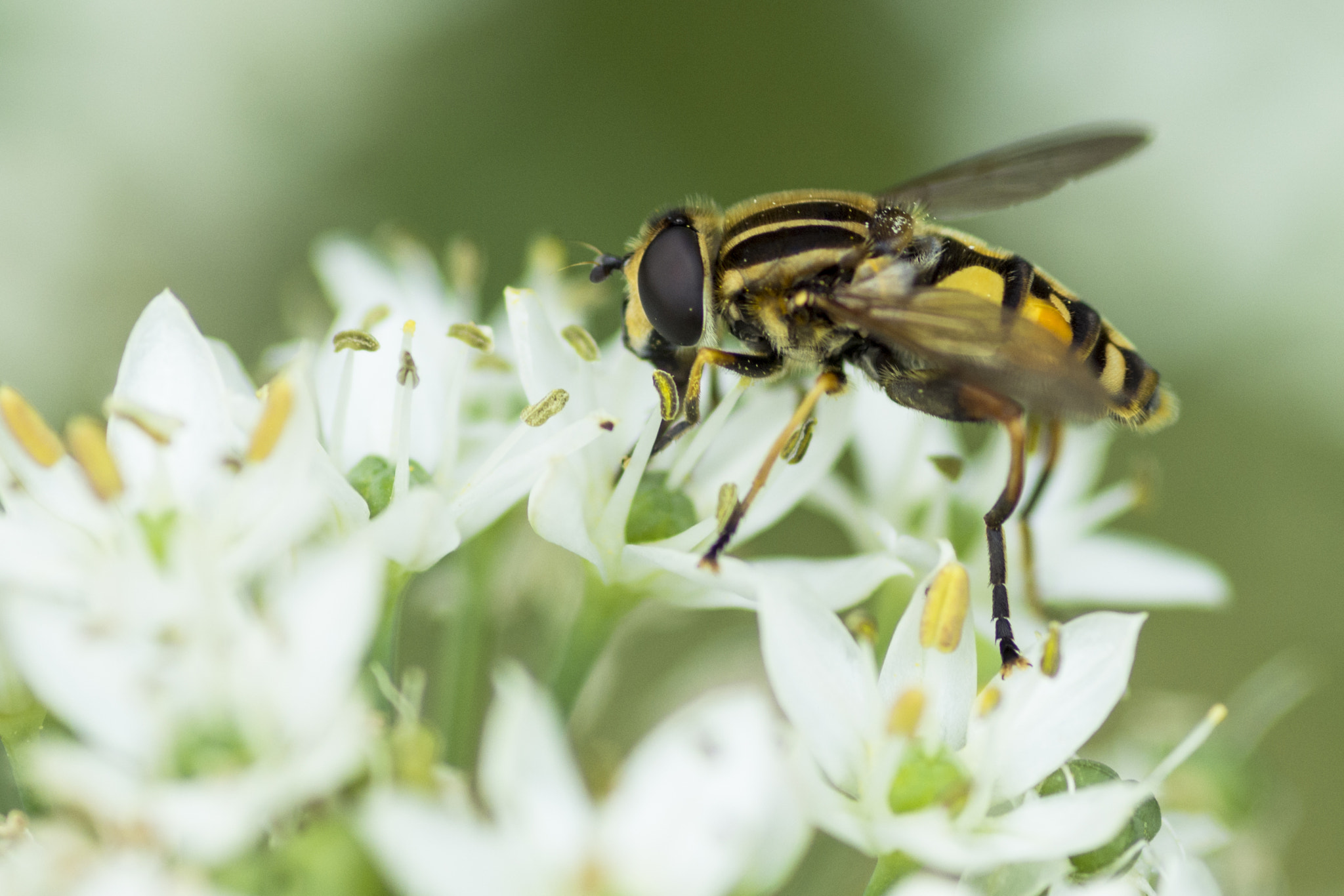 Nikon D7100 + Tokina AT-X Pro 100mm F2.8 Macro sample photo. Hoverfly photography