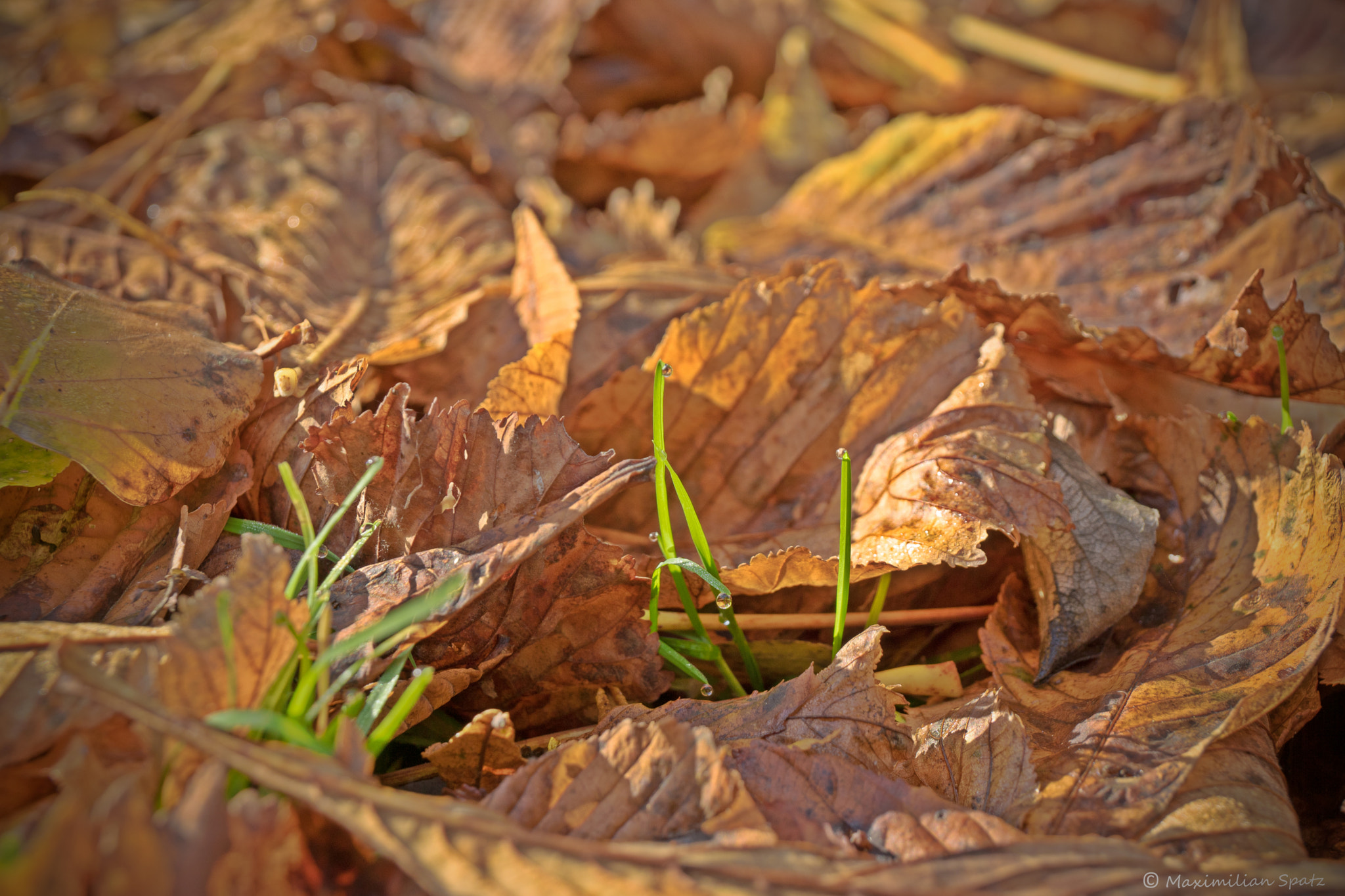 Sony DT 18-135mm F3.5-5.6 SAM sample photo. Fallen leaves photography