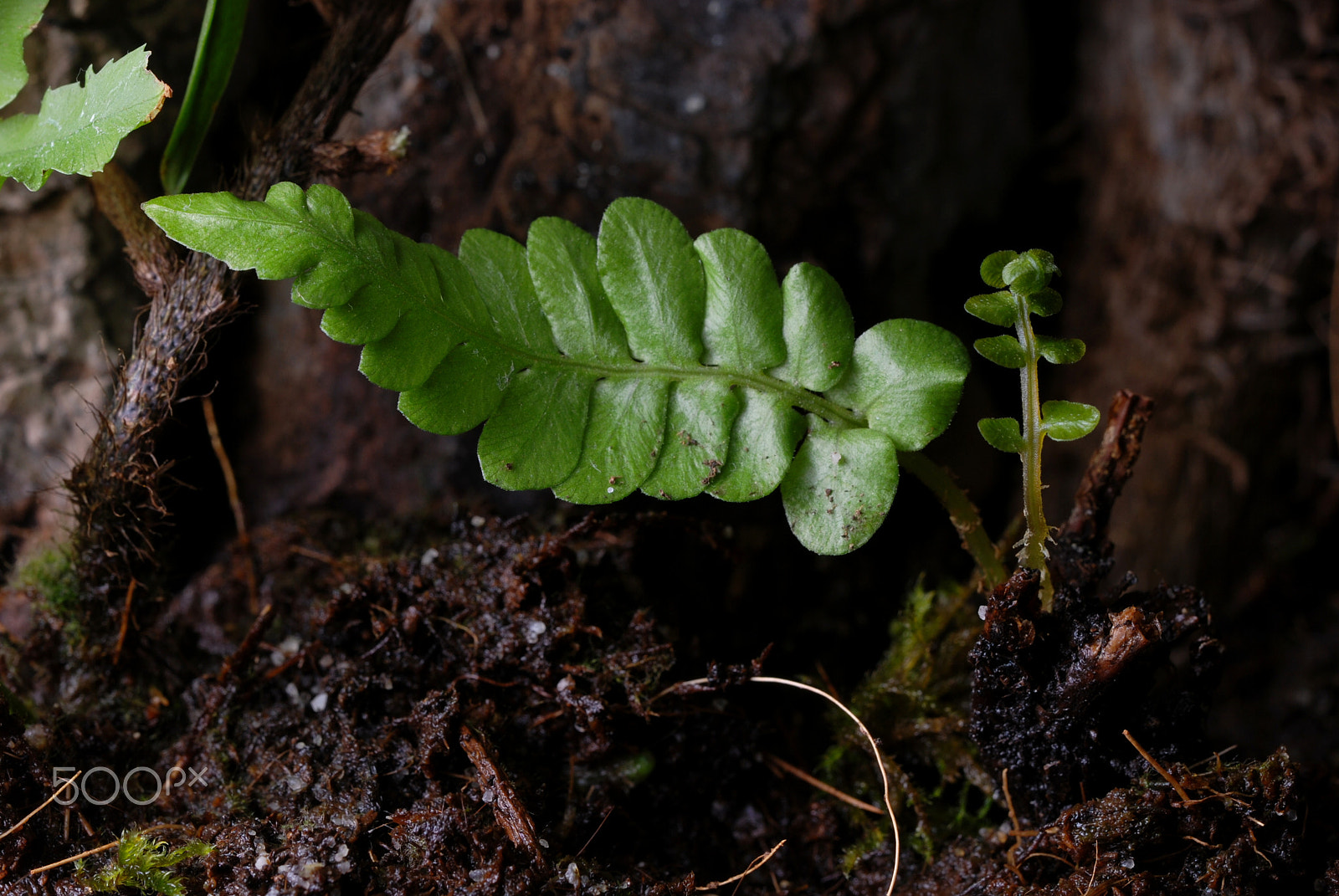 Nikon D80 sample photo. Arising fernling photography